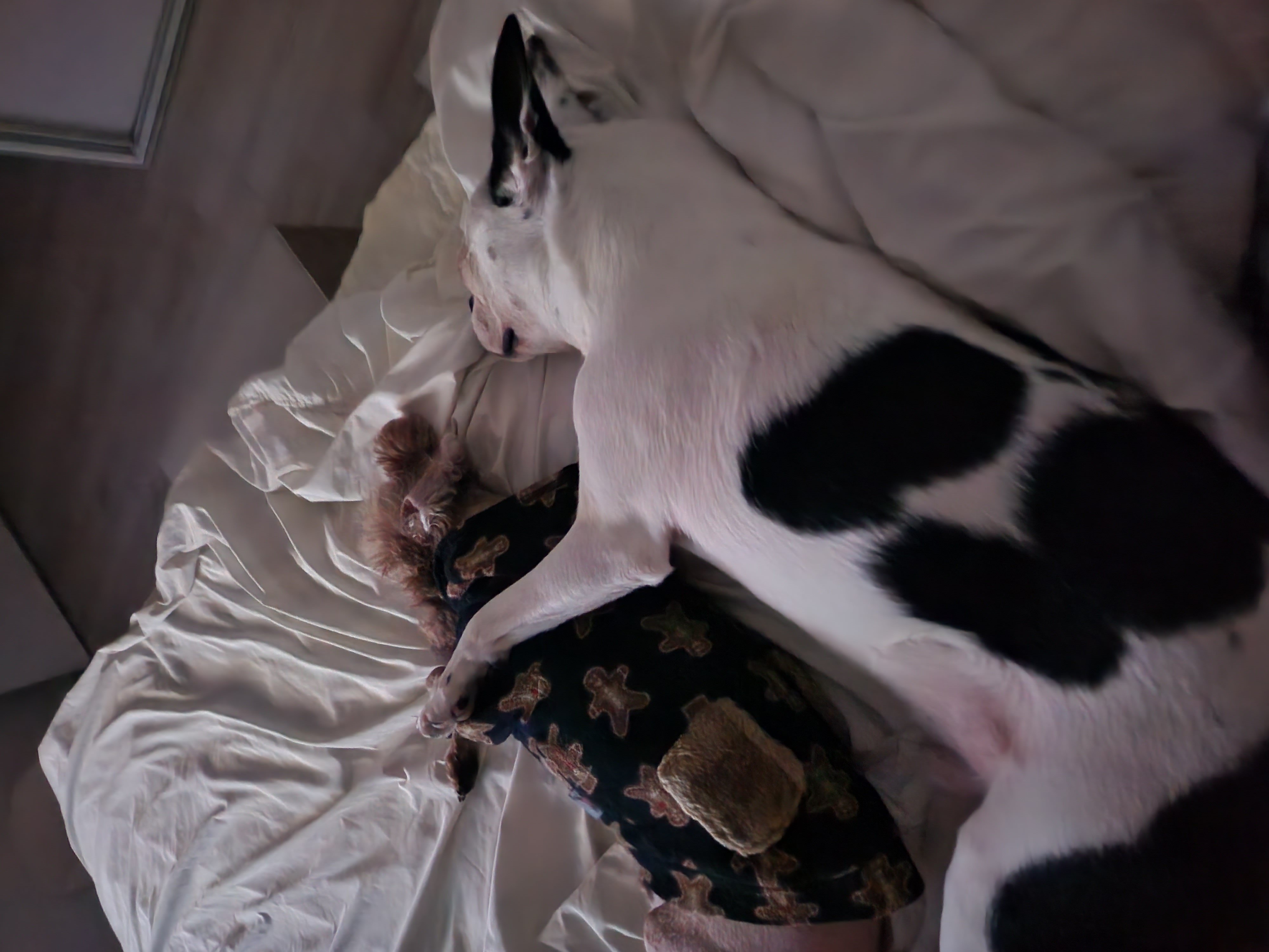 아인이(애디) 2년차 입양후기