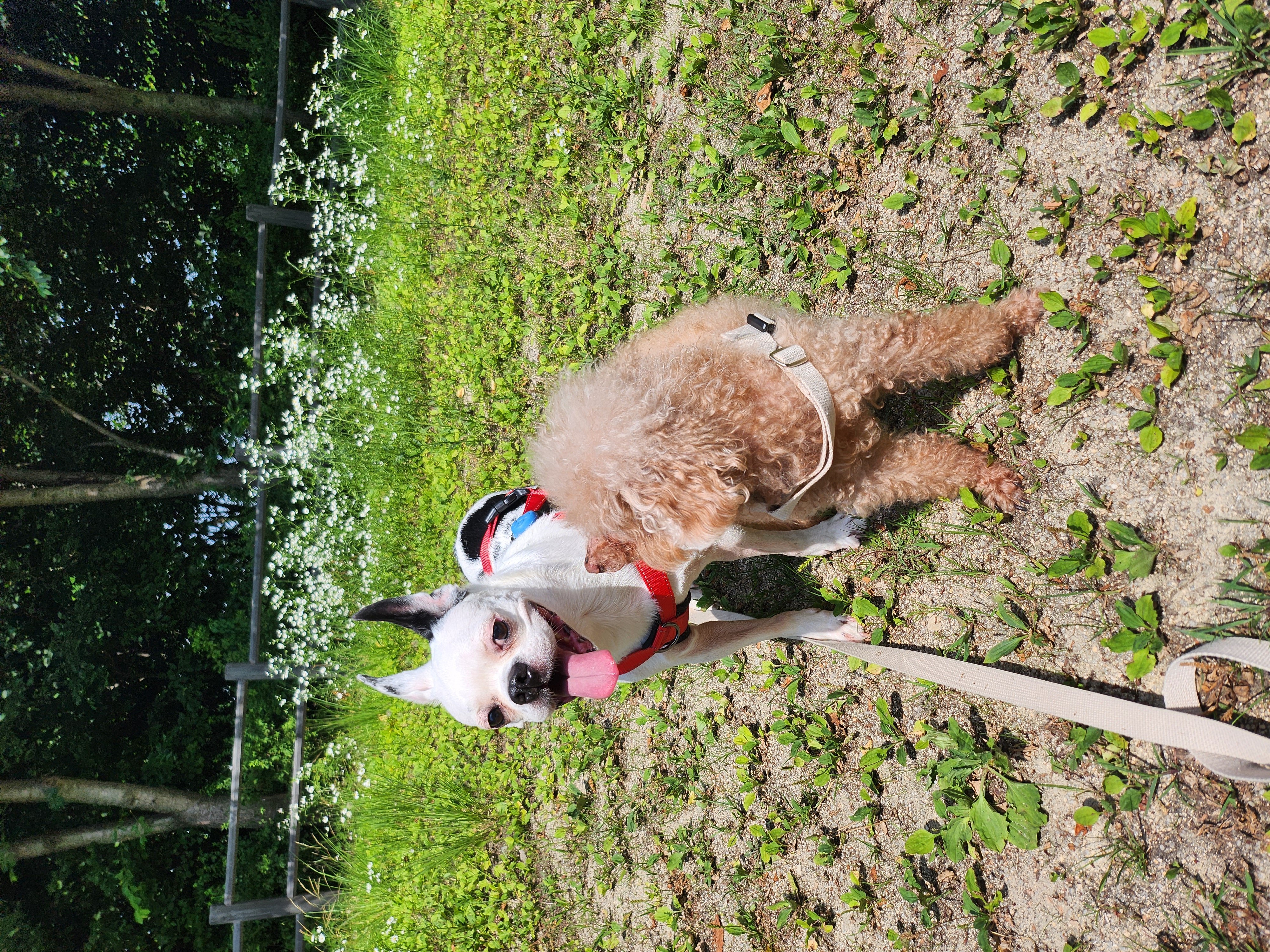 아인이(애디) 2년차 입양후기