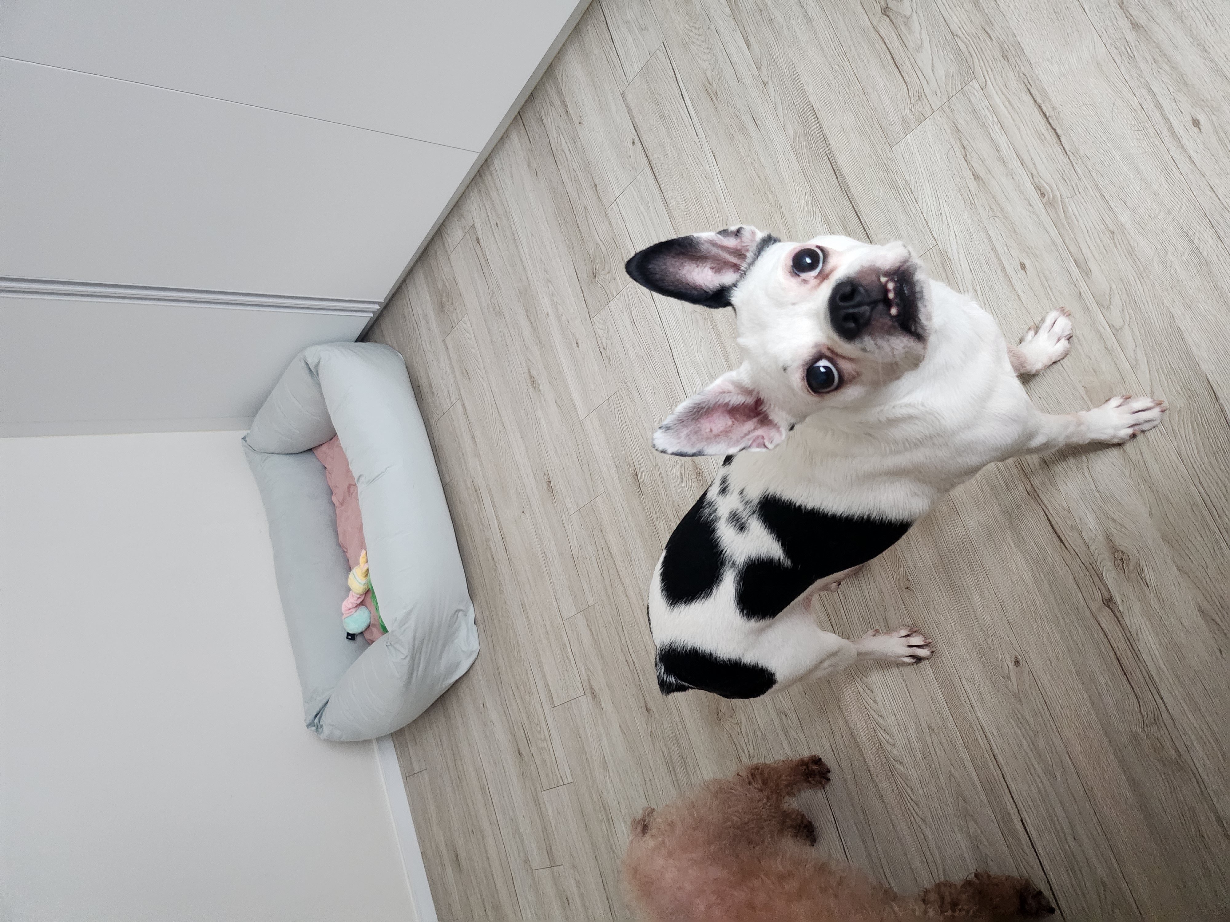 아인이(애디) 2년차 입양후기