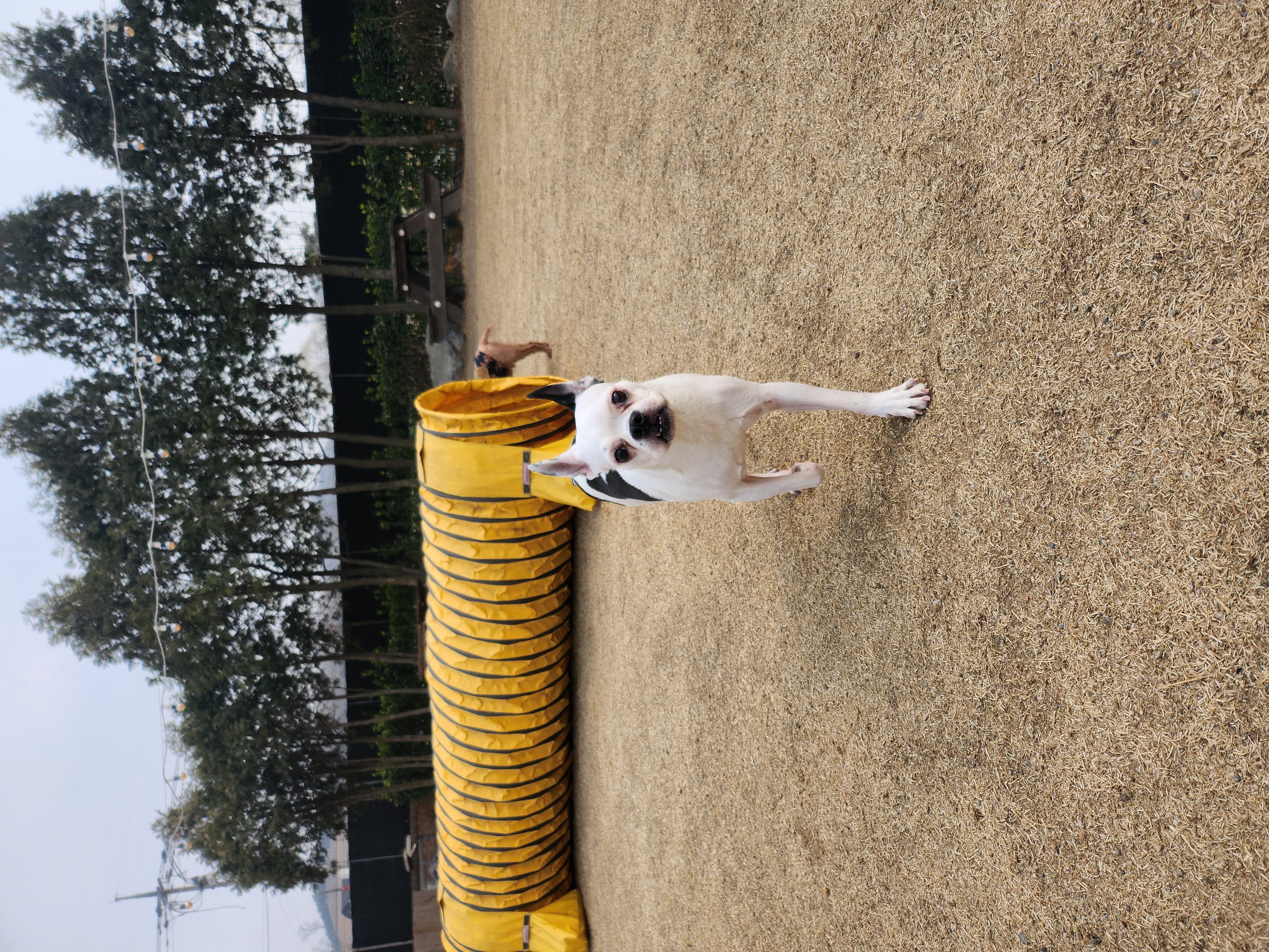 아인이(애디) 2년차 입양후기