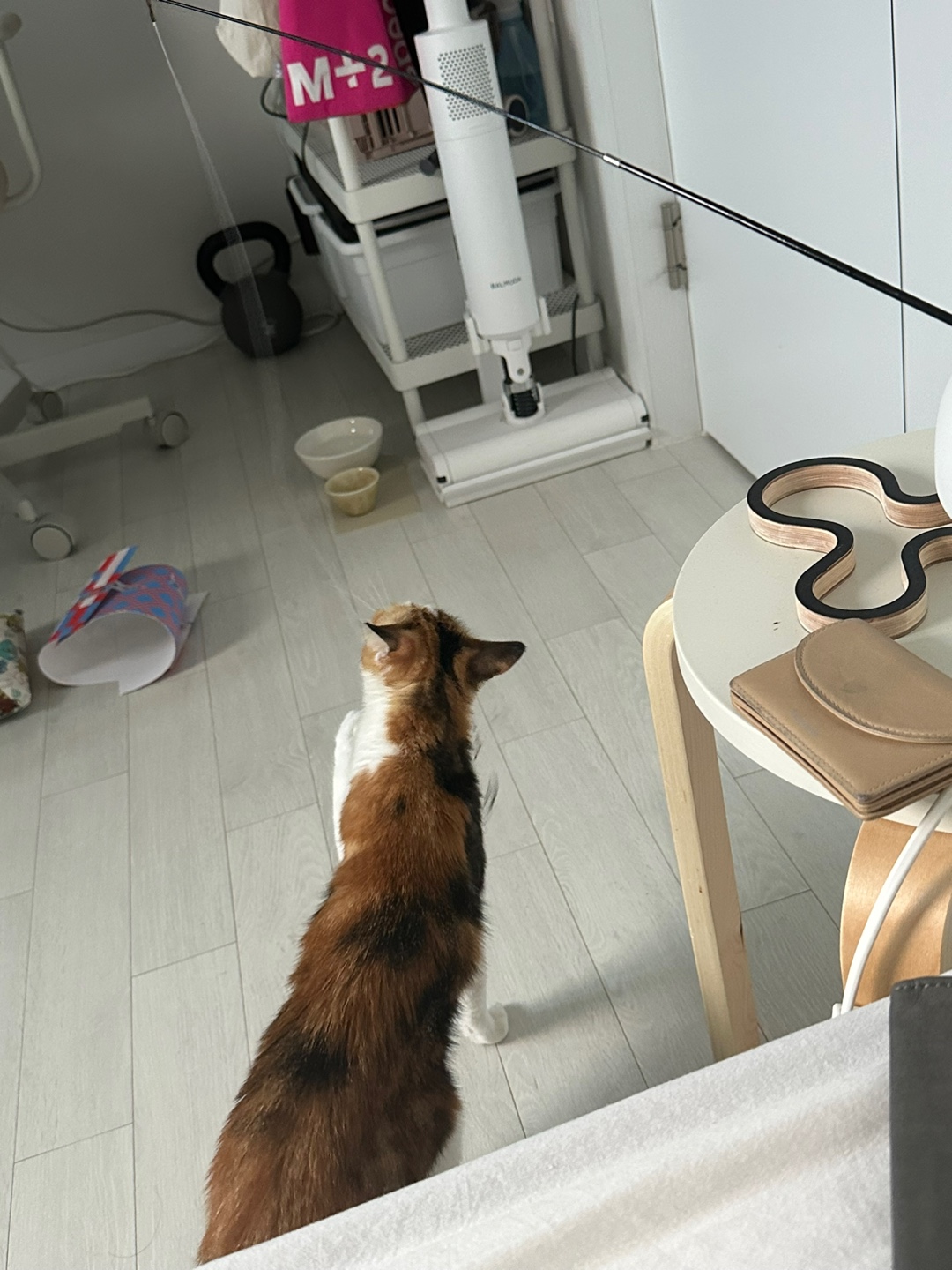 카모 일주일 입양후기