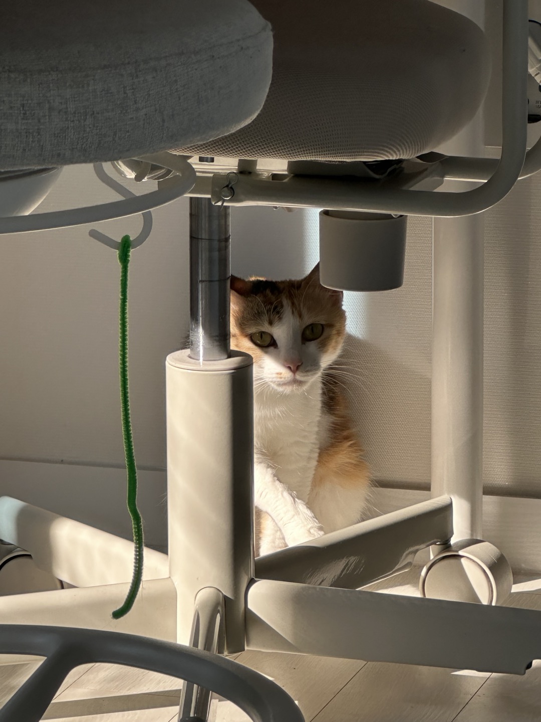 카모 일주일 입양후기