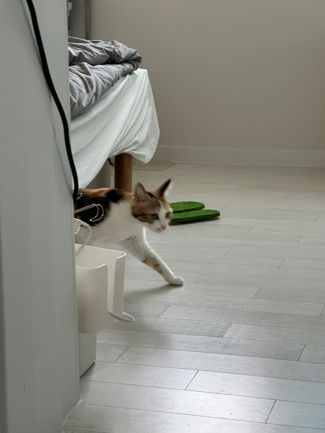 카모 일주일 입양후기