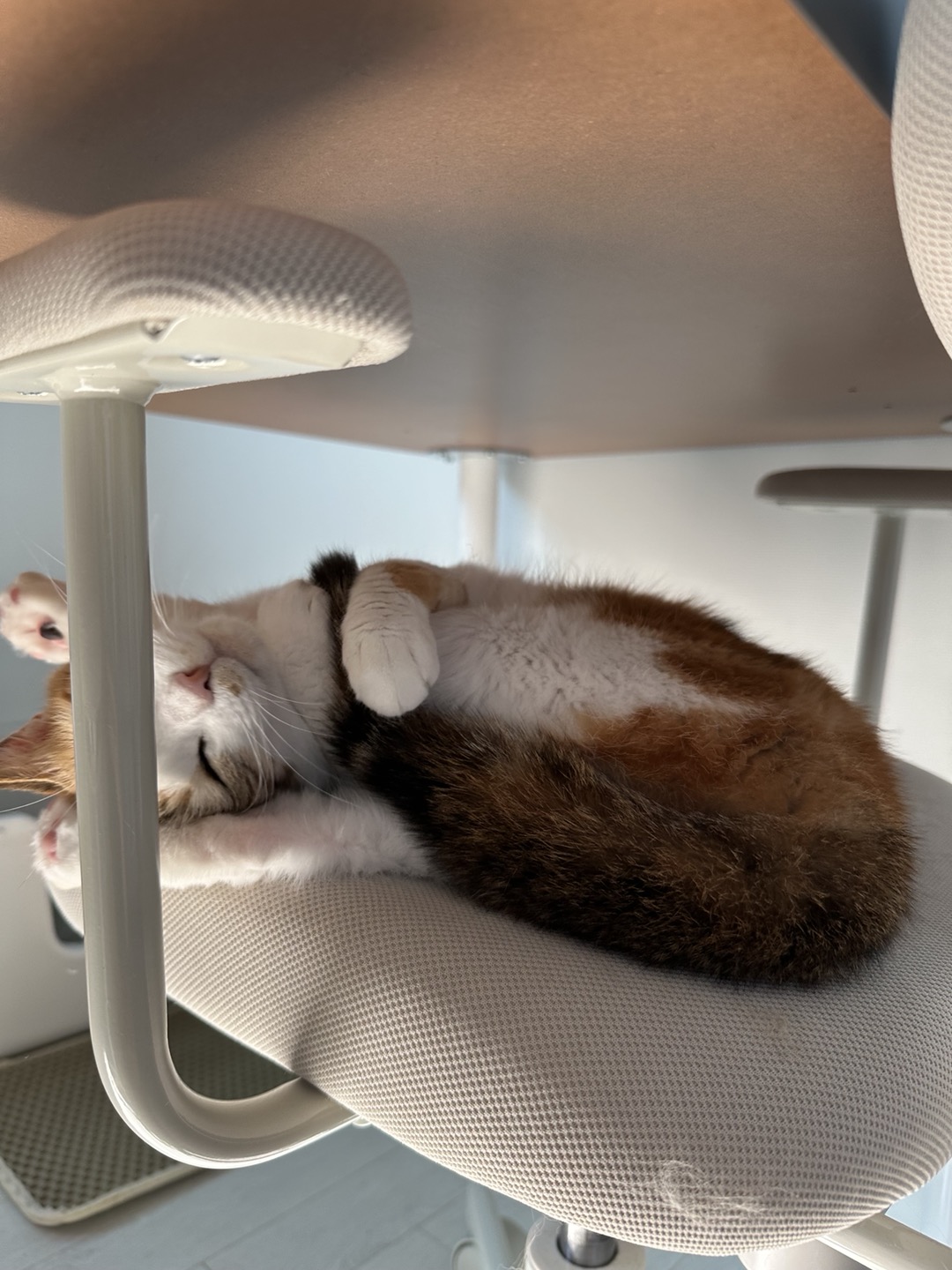 카모 일주일 입양후기