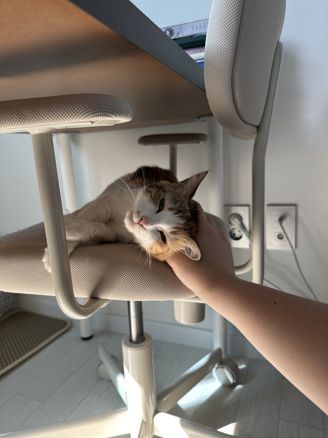 카모 일주일 입양후기