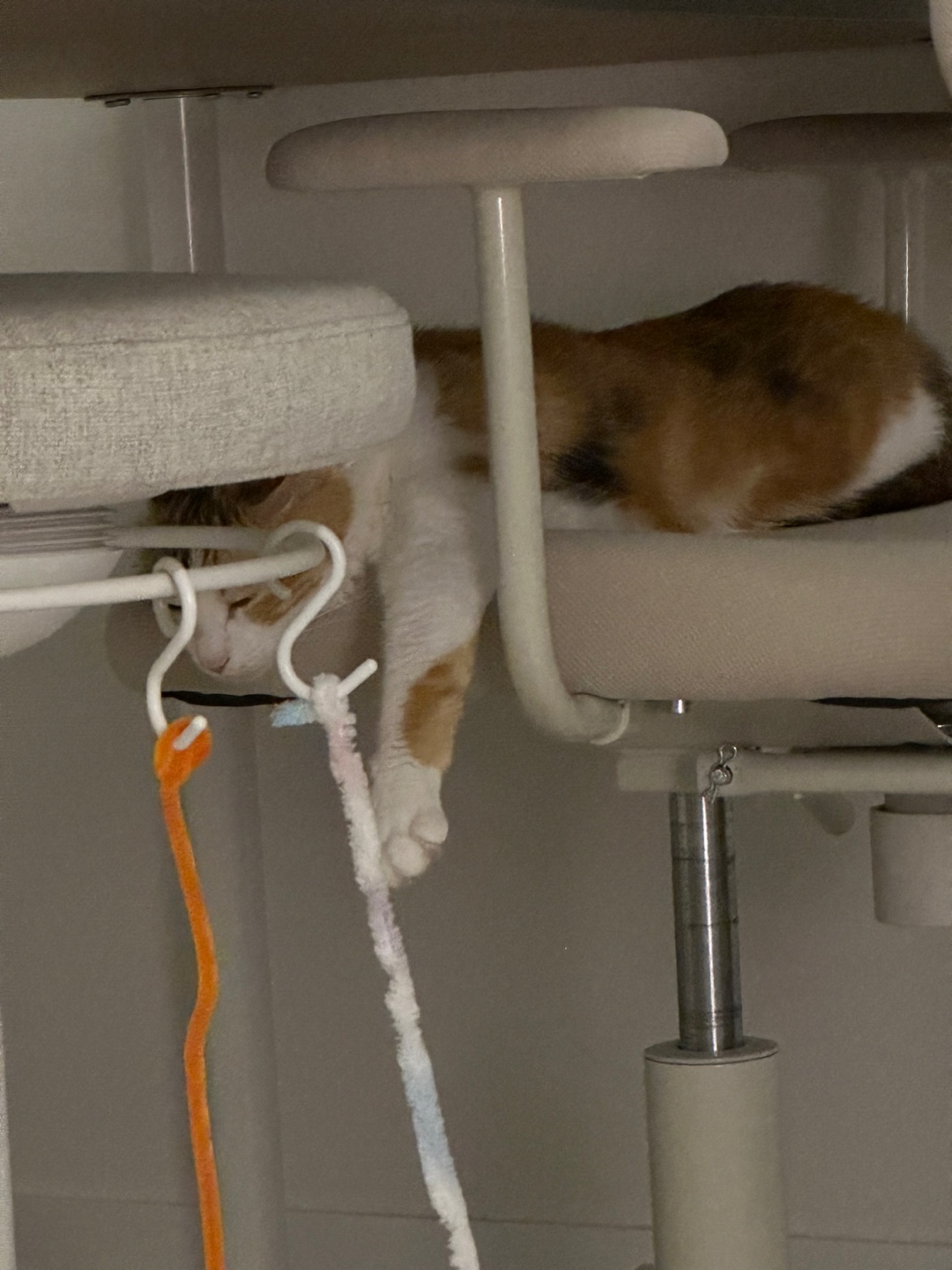 카모 일주일 입양후기