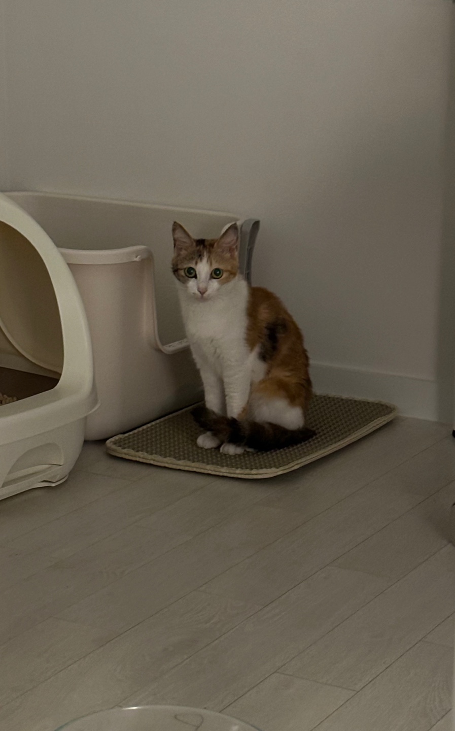 카모 일주일 입양후기