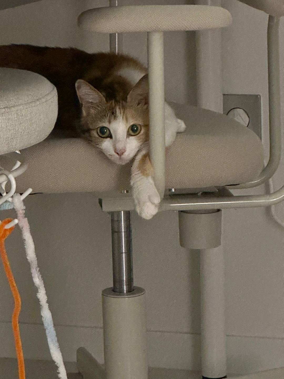 카모 일주일 입양후기