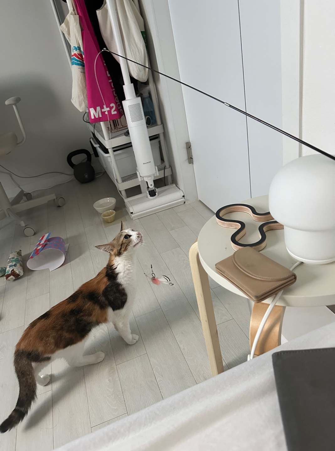 카모 일주일 입양후기