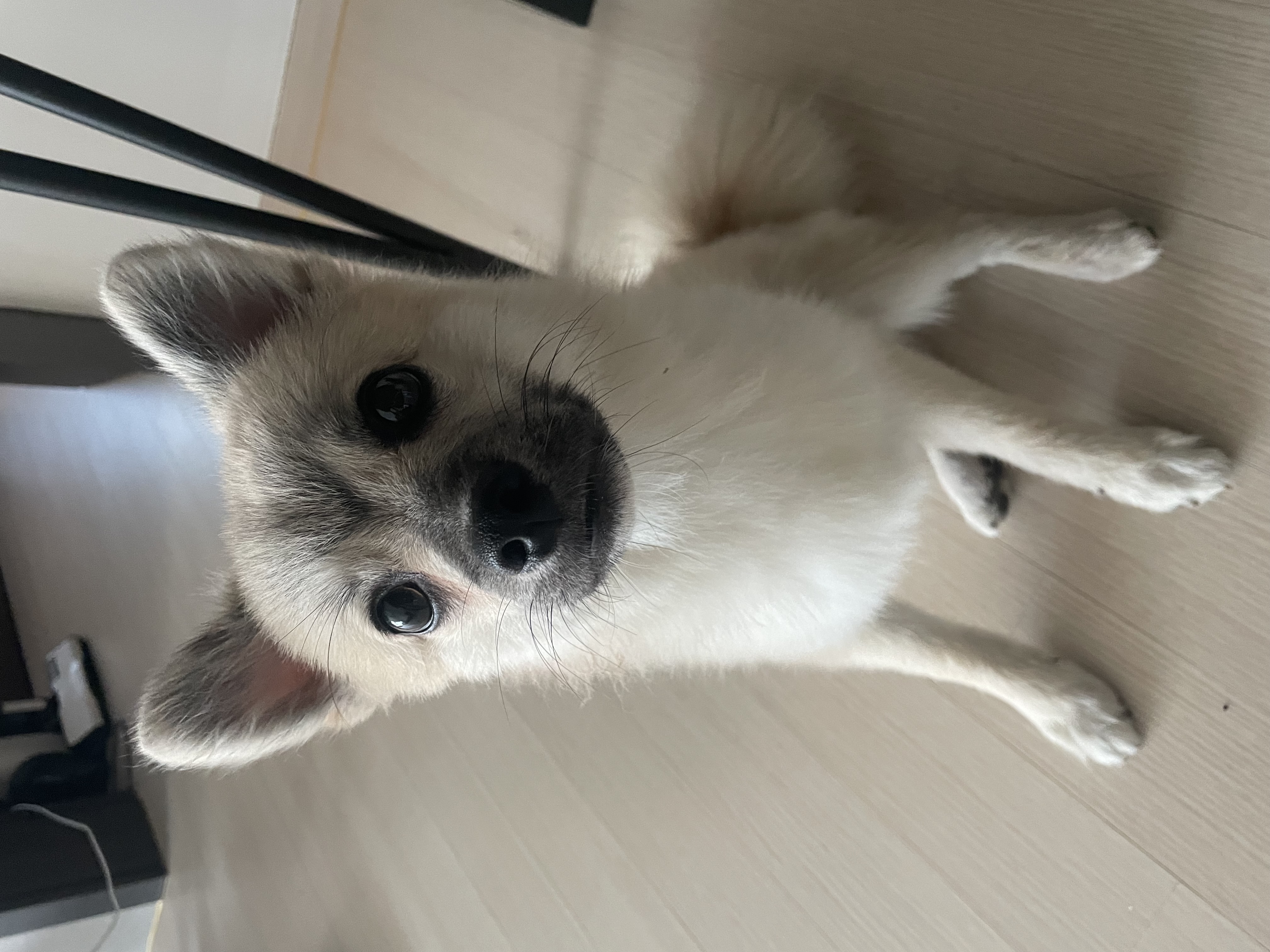 후추(보령번식장-보령이) 온지 세달째! 후기입니다.