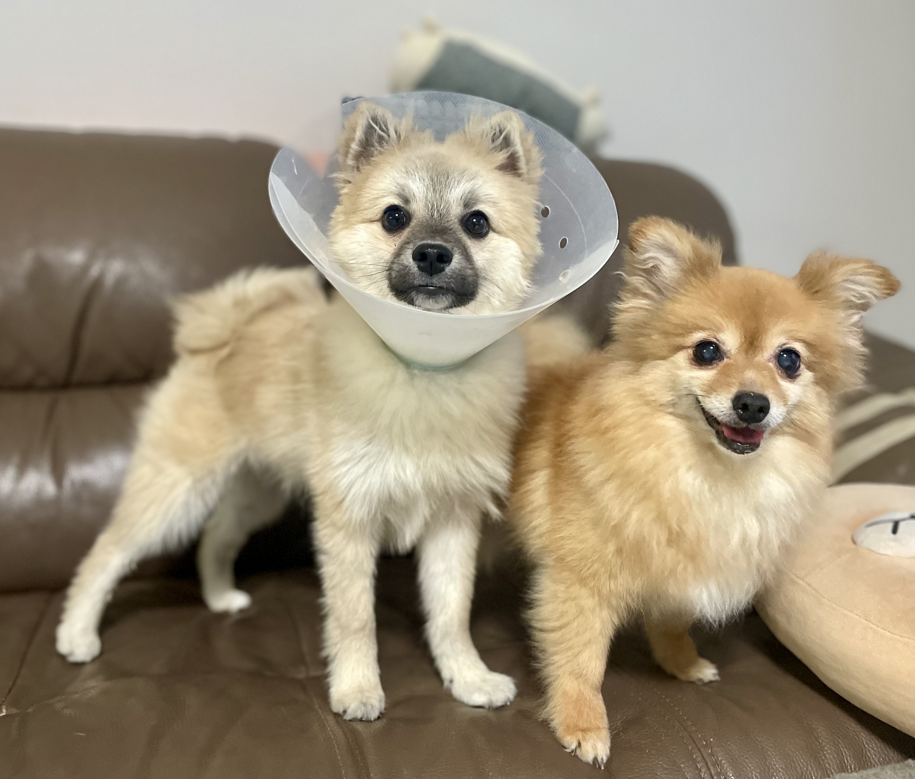 후추(보령번식장-보령이) 온지 세달째! 후기입니다.