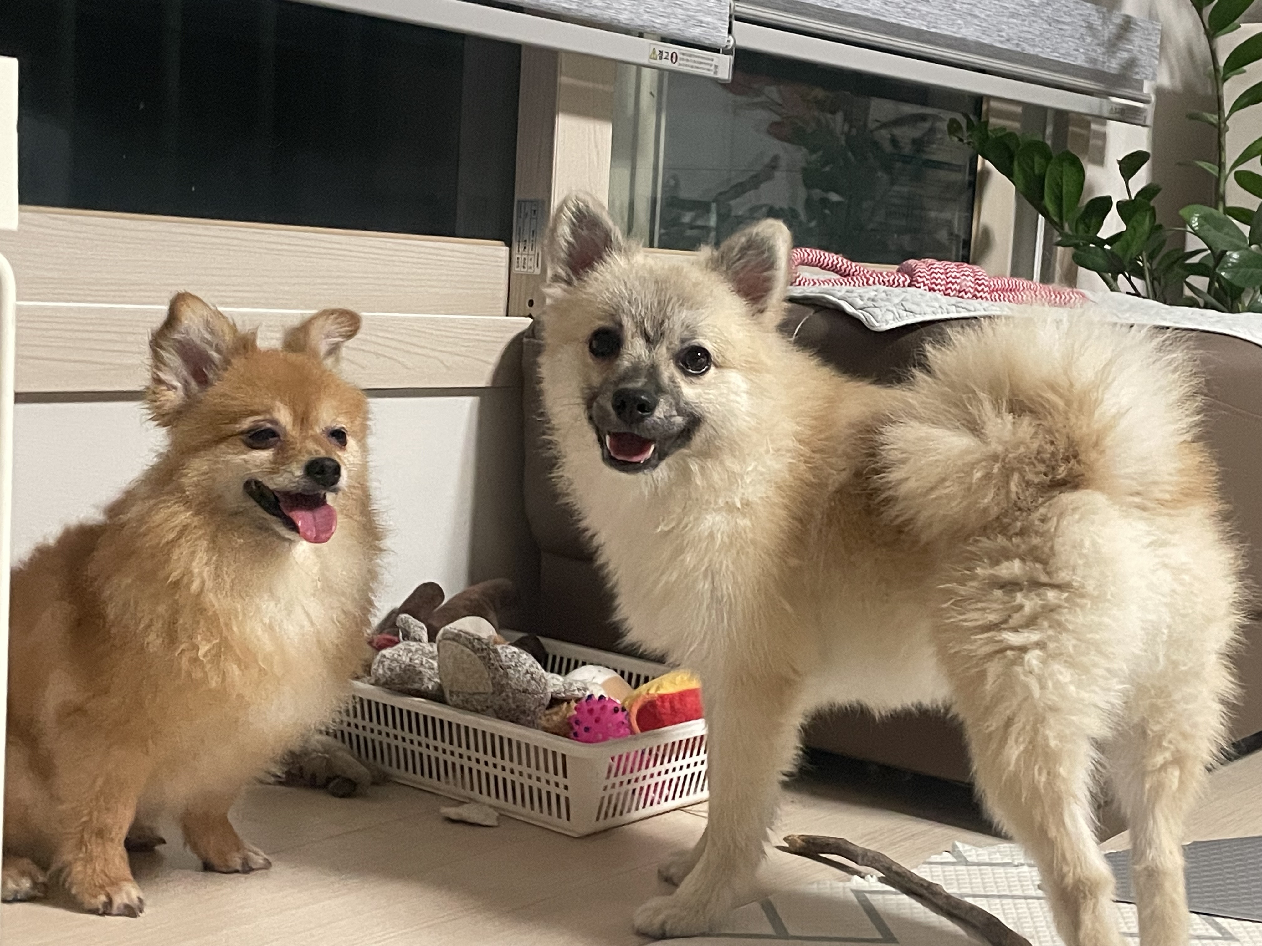 후추(보령번식장-보령이) 온지 세달째! 후기입니다.