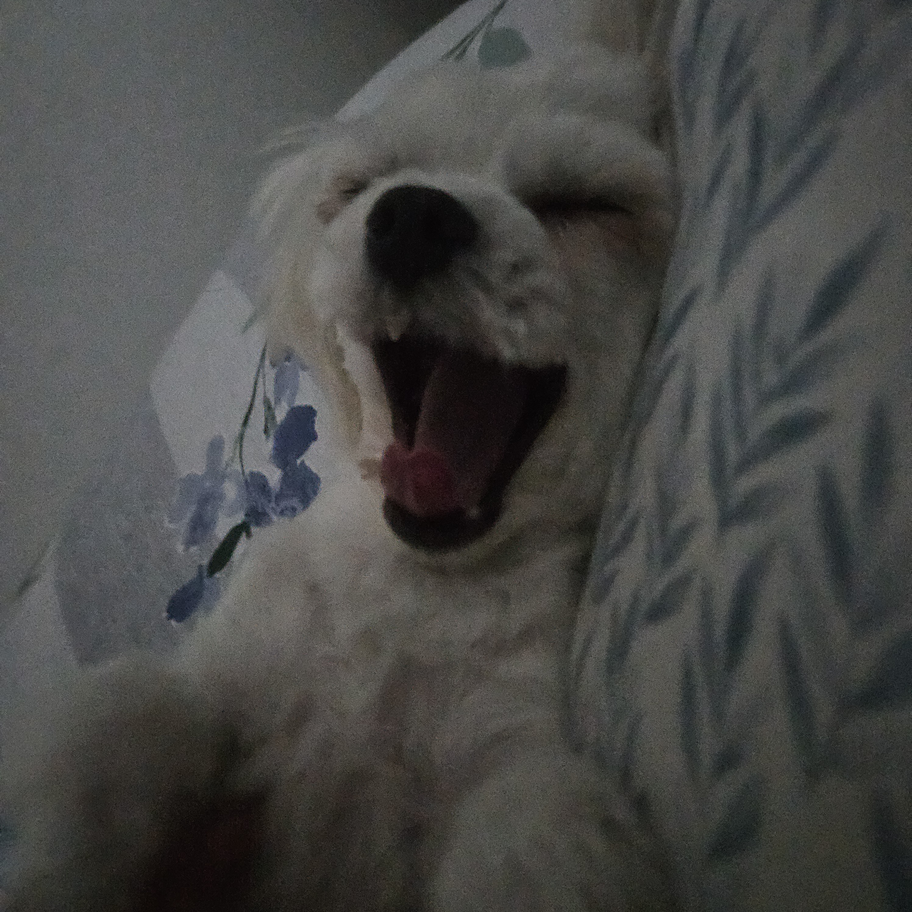 [입양후기] 마티와 벌써 한달!