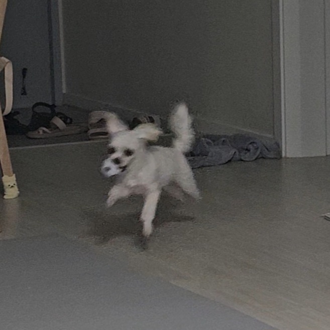 [입양후기] 마티와 벌써 한달!