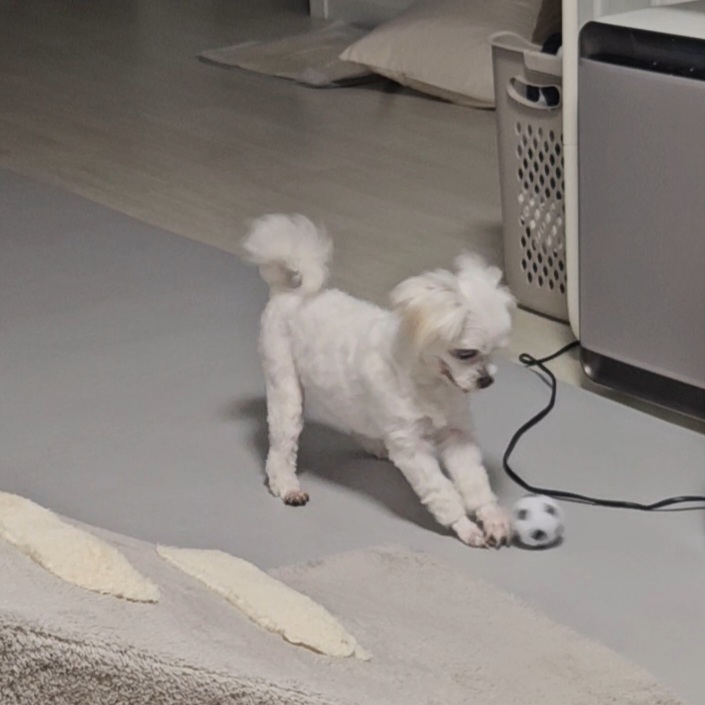 [입양후기] 마티와 벌써 한달!