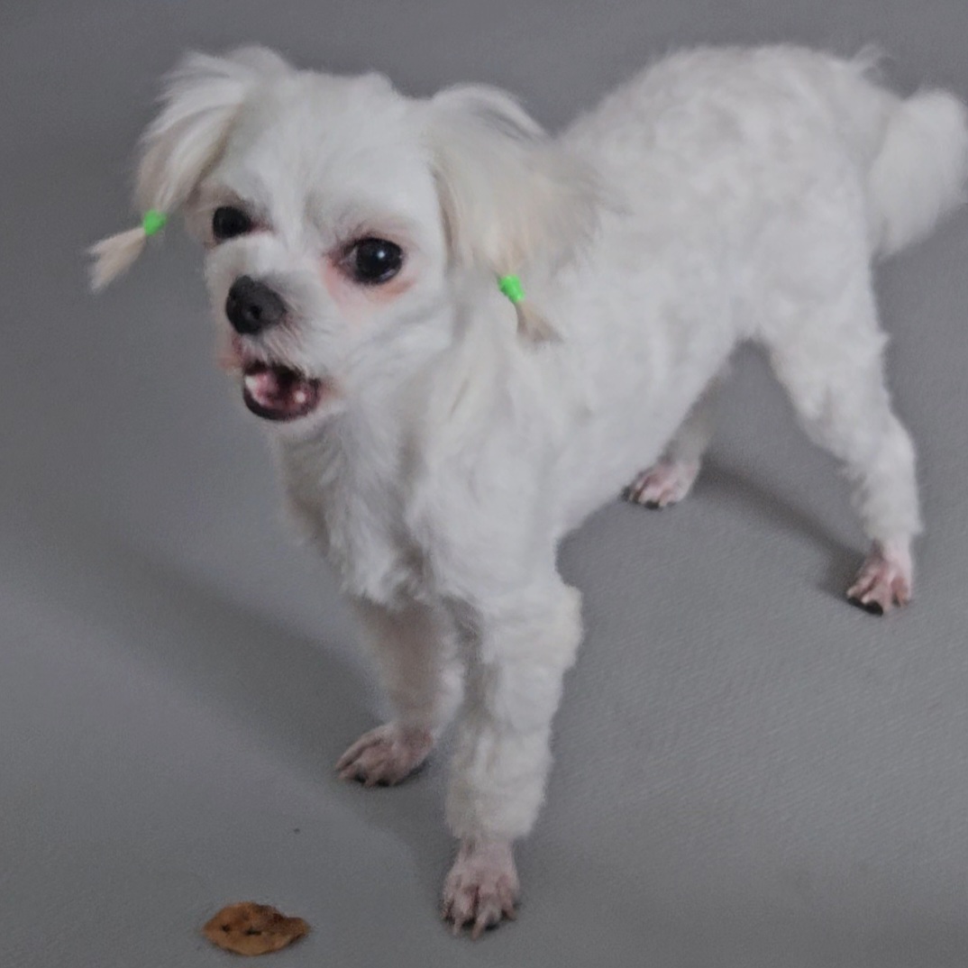 [입양후기] 마티와 벌써 한달!