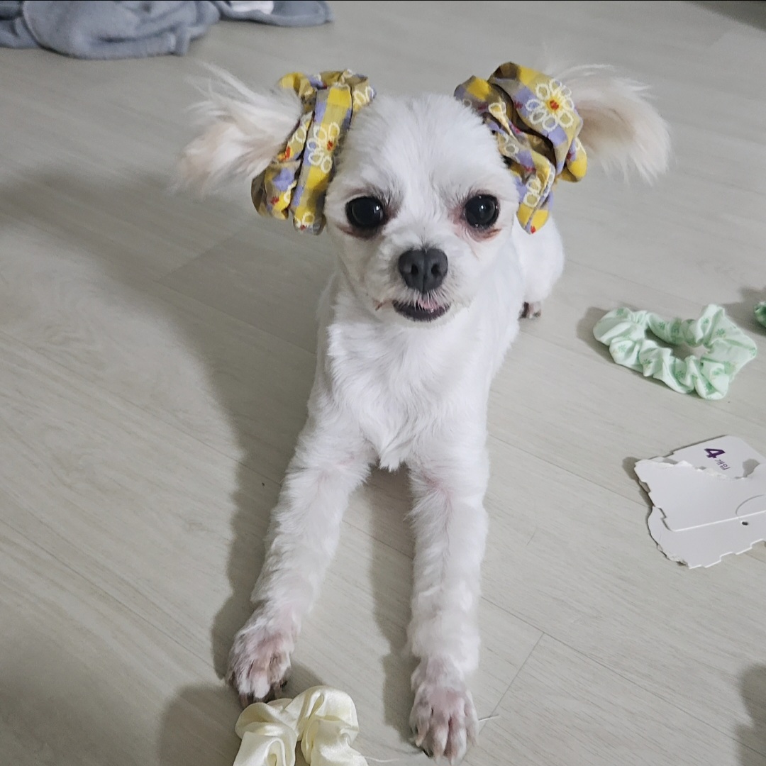 [입양후기] 마티와 벌써 한달!