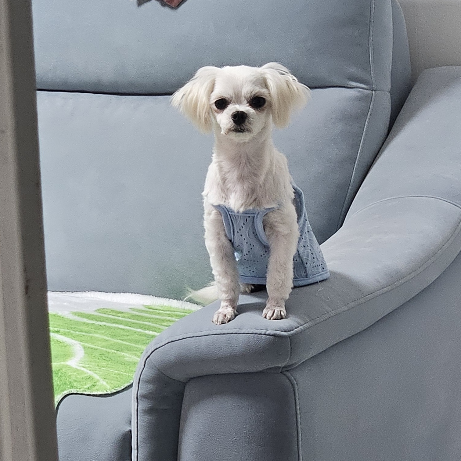 [입양후기] 마티와 벌써 한달!