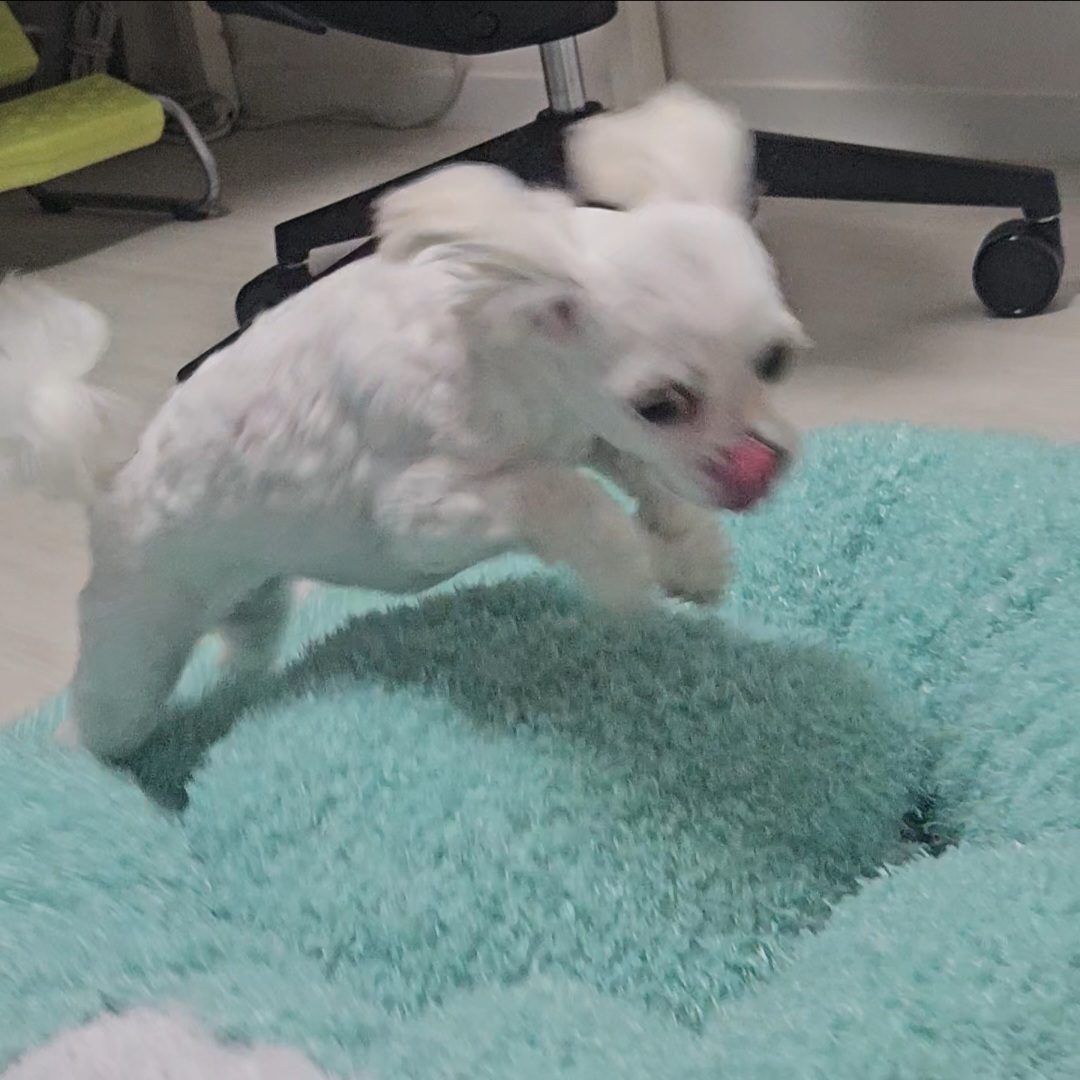 [입양후기] 마티와 벌써 한달!