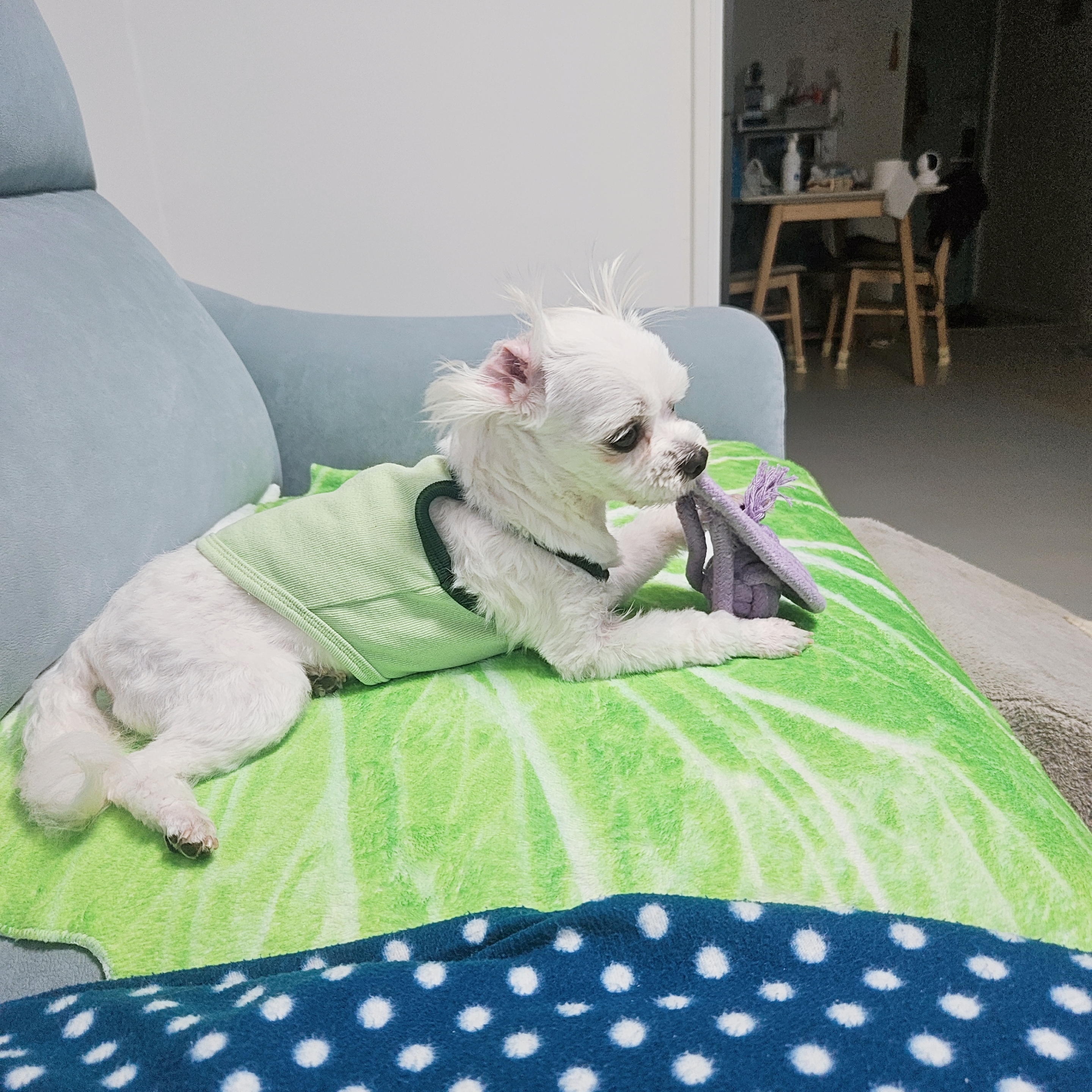 [입양후기] 마티와 벌써 한달!