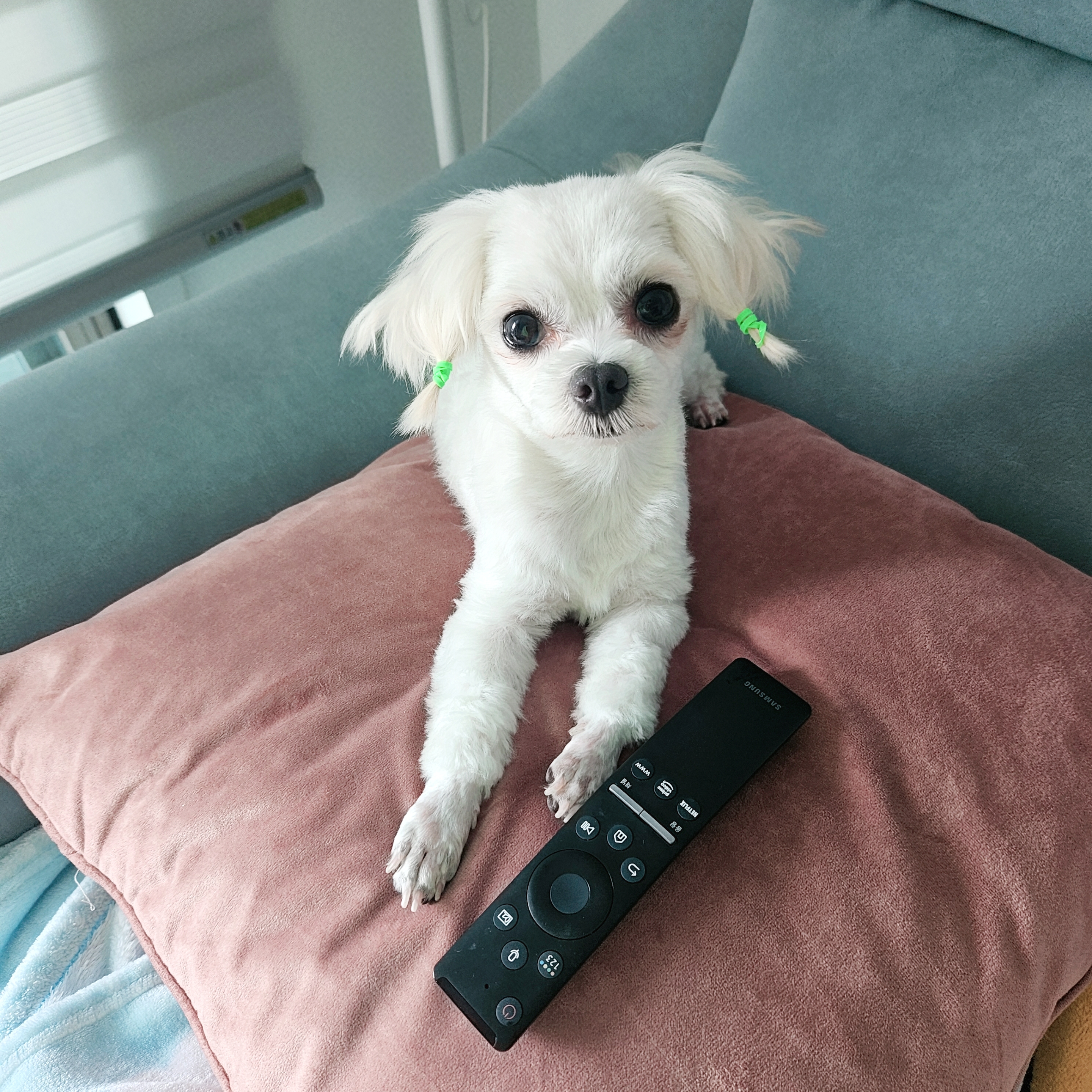 [입양후기] 마티와 벌써 한달!