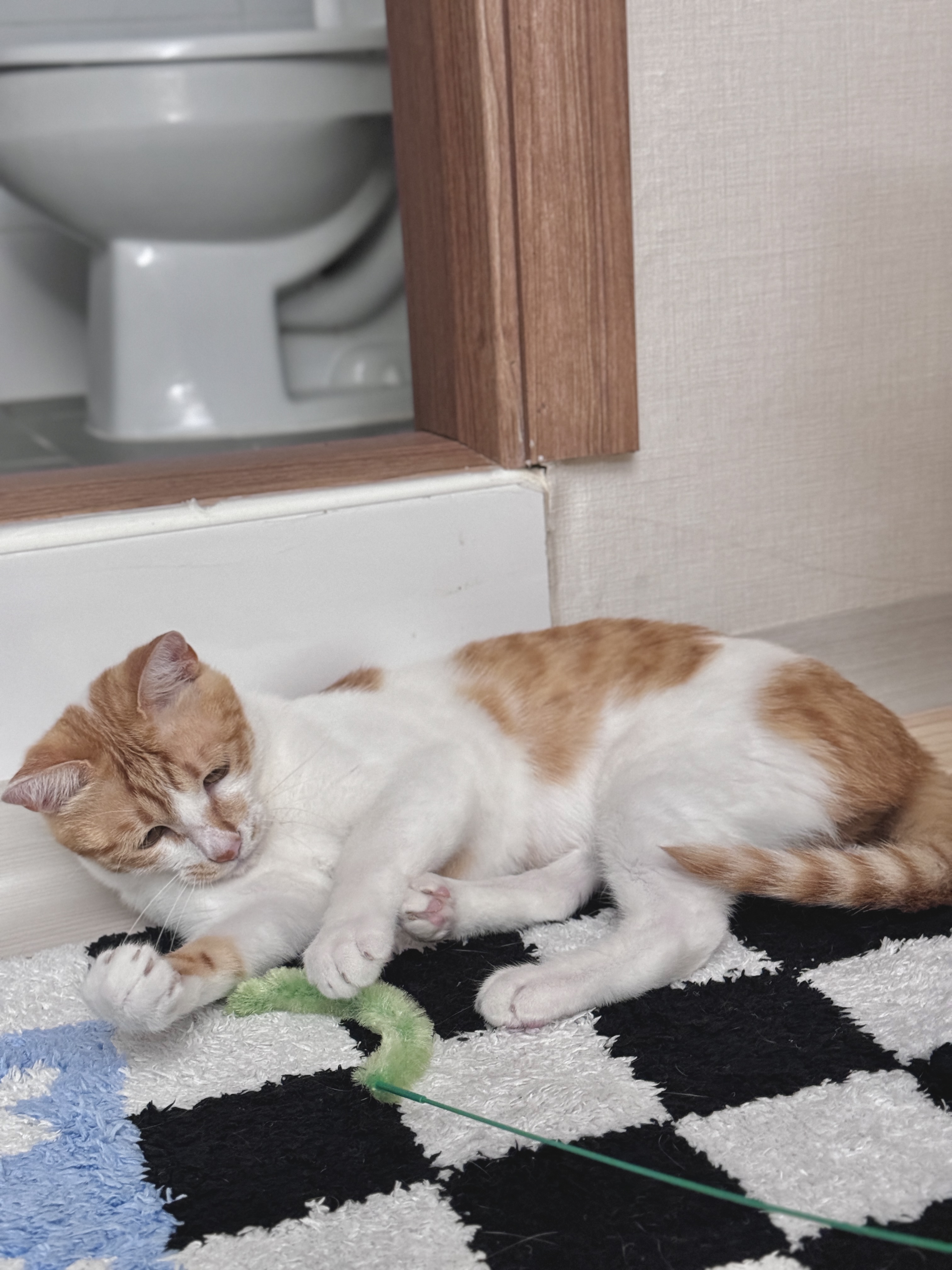 가족이 된 지 한 달이 지난 하루(윤슬이)의 모습