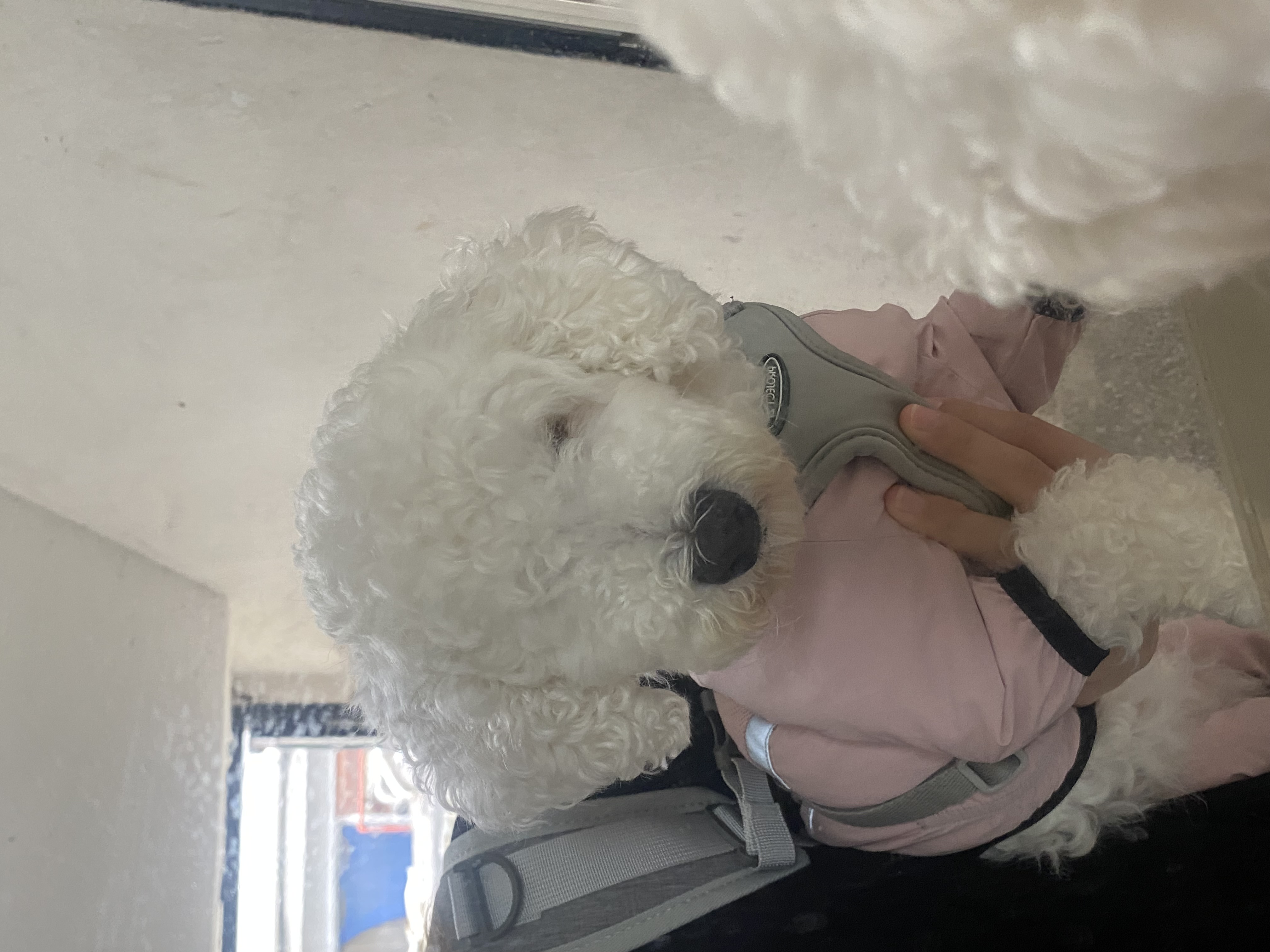 윤랑이의 입양3주년(곤지암_쟈스민)