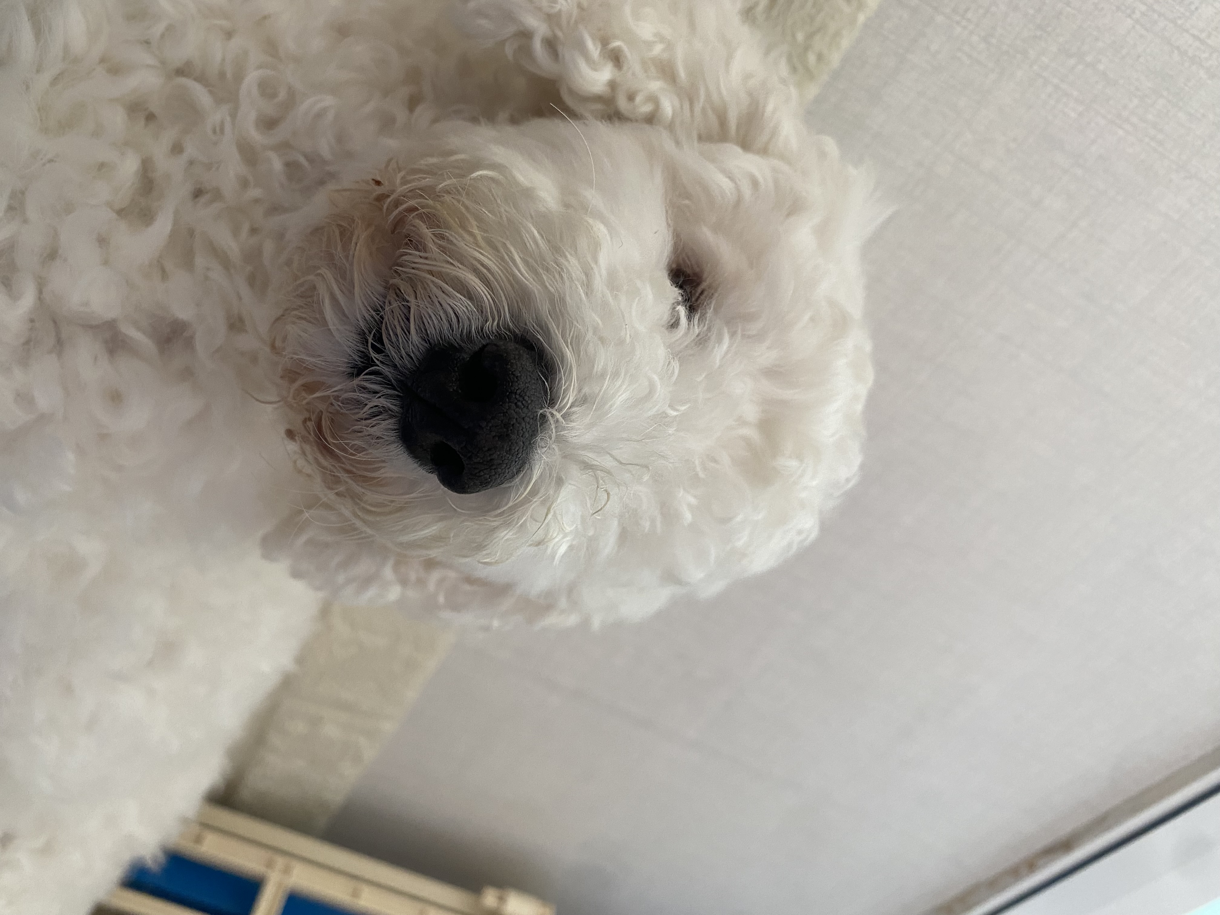 윤랑이의 입양3주년(곤지암_쟈스민)