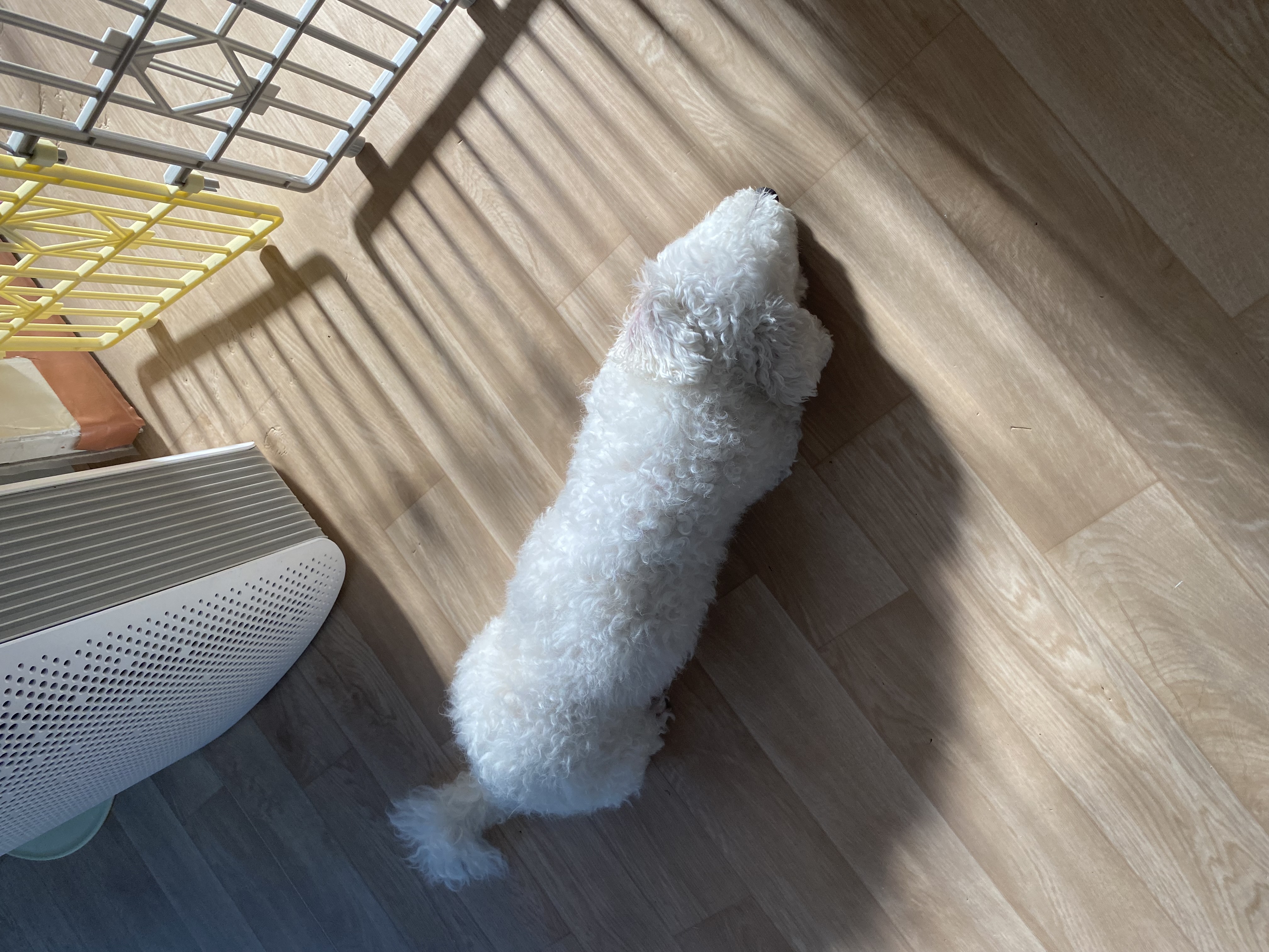 윤랑이의 입양3주년(곤지암_쟈스민)