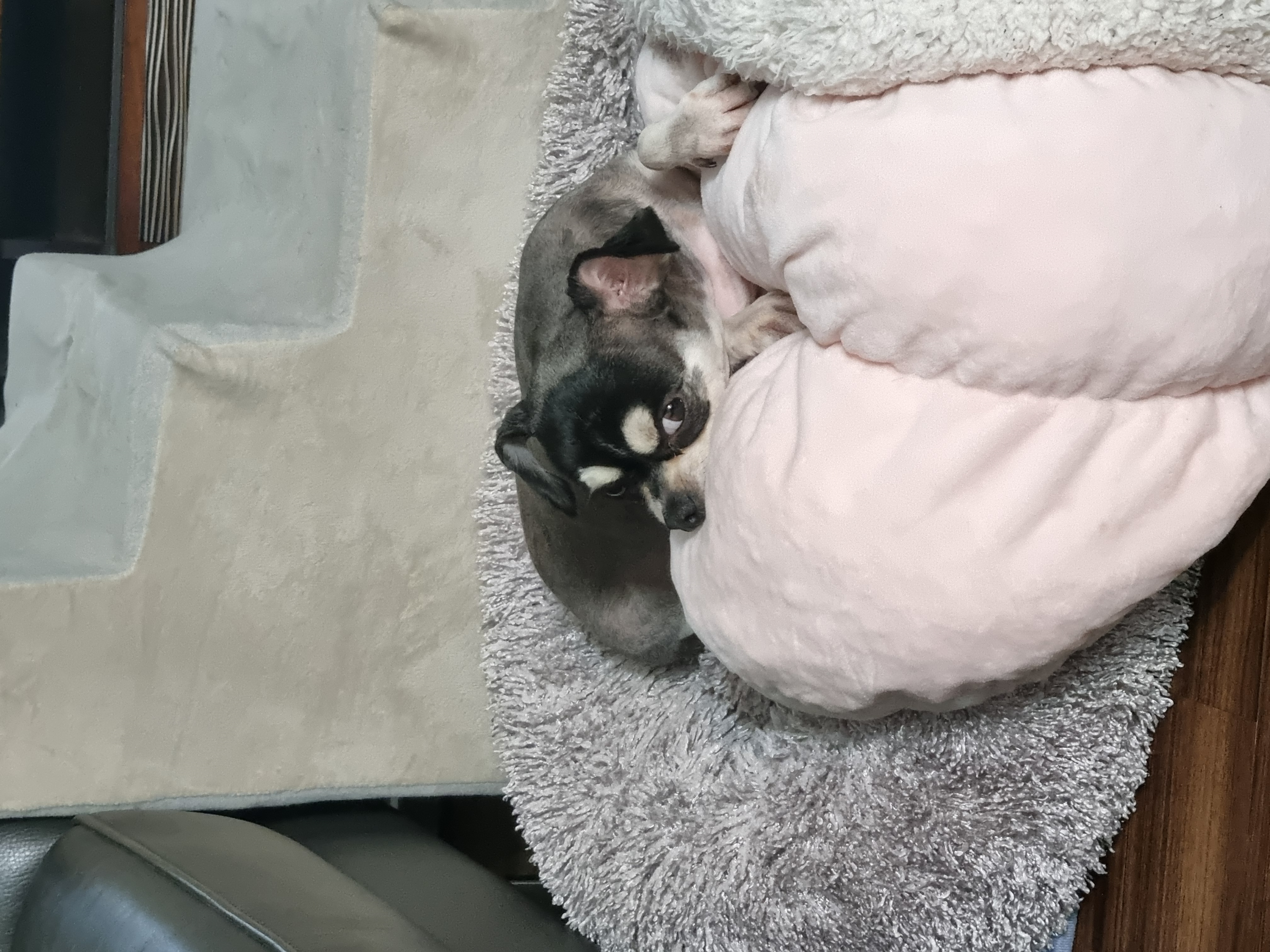 입양5년차 나미예요