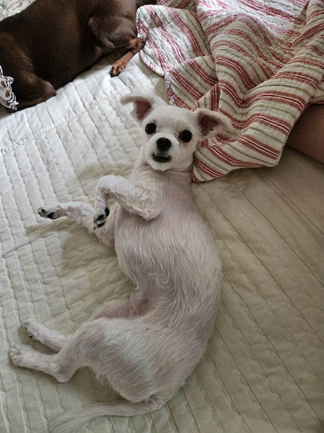 유성이(민성) 3개월 임보 후기 이야기