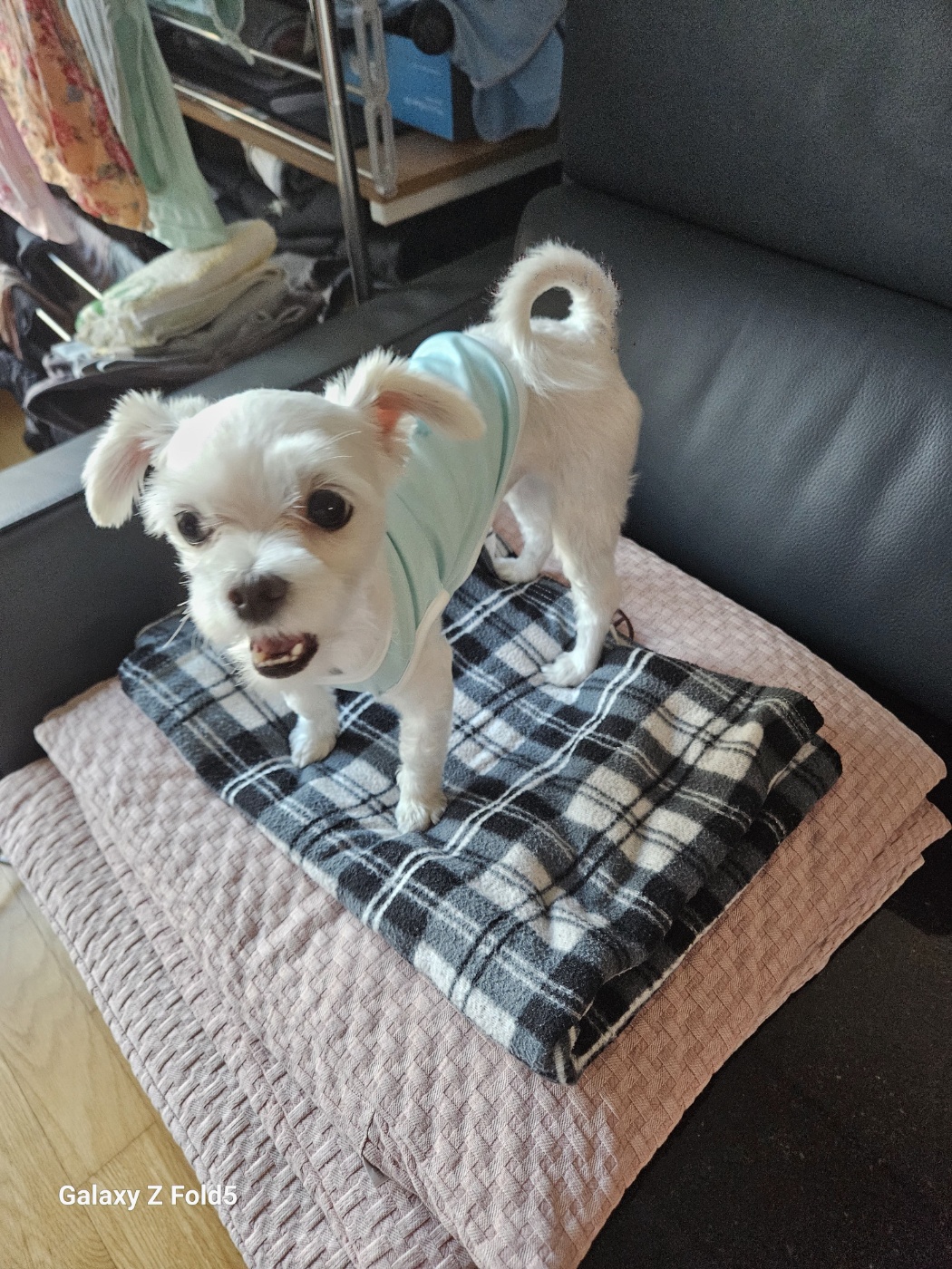 유성이(민성) 3개월 임보 후기 이야기