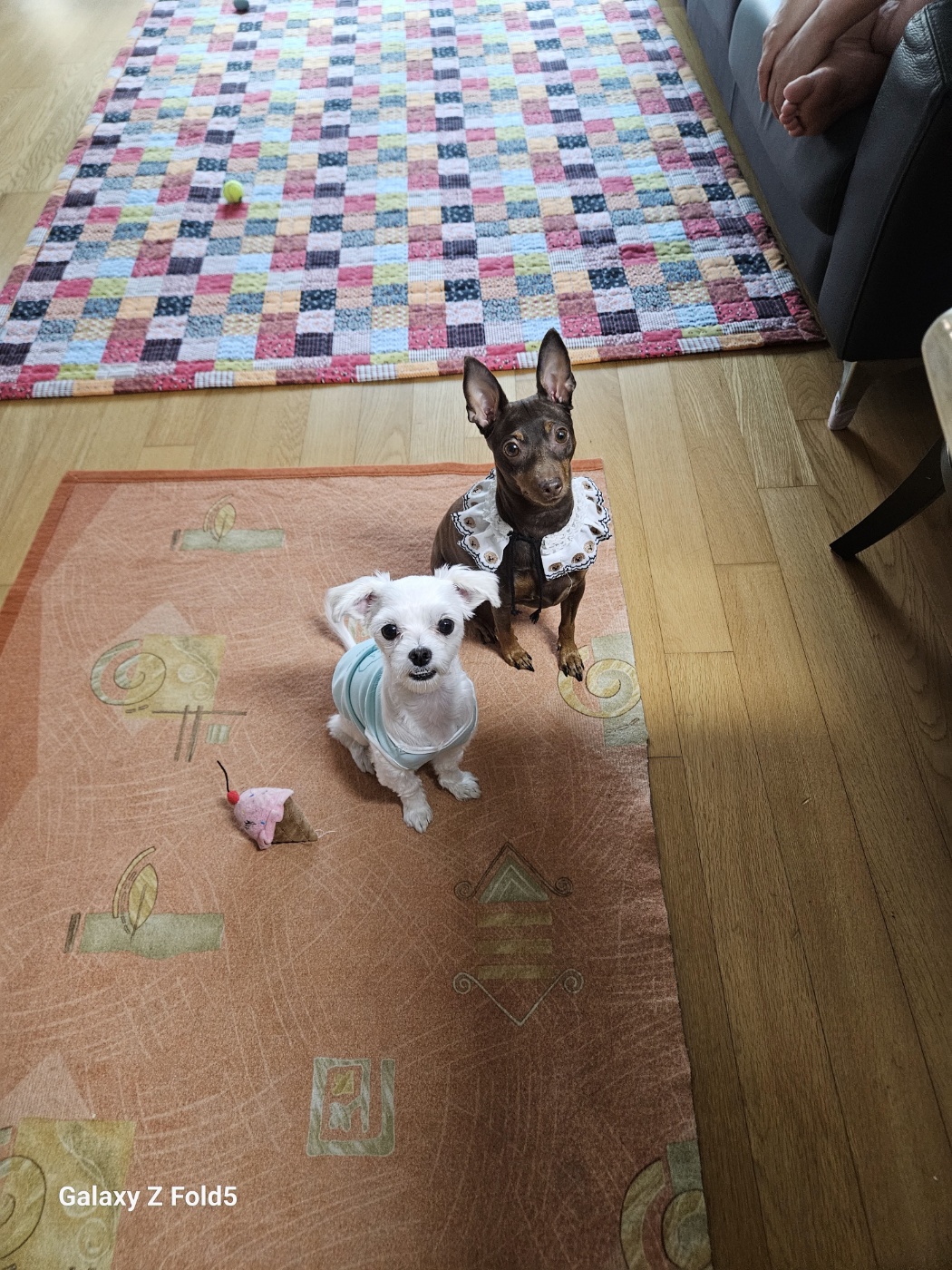 유성이(민성) 3개월 임보 후기 이야기