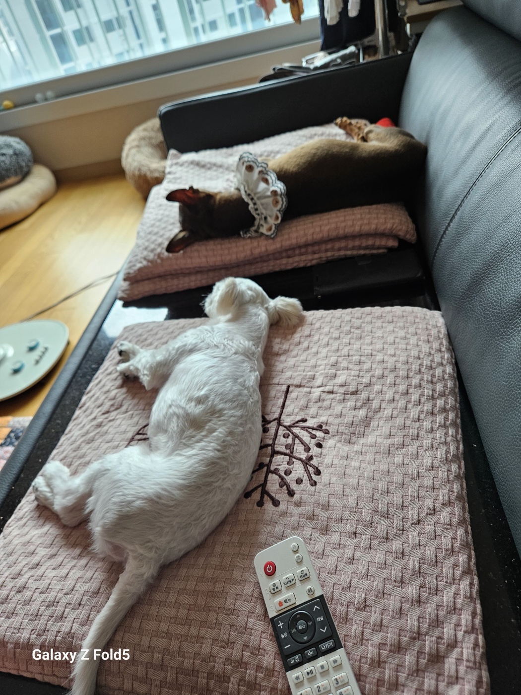 유성이(민성) 3개월 임보 후기 이야기