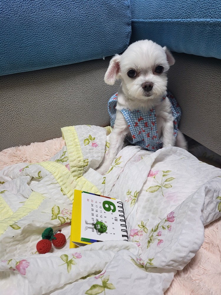 복담이(구 쁘니) 3개월차