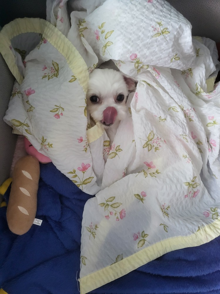 복담이(구 쁘니) 3개월차