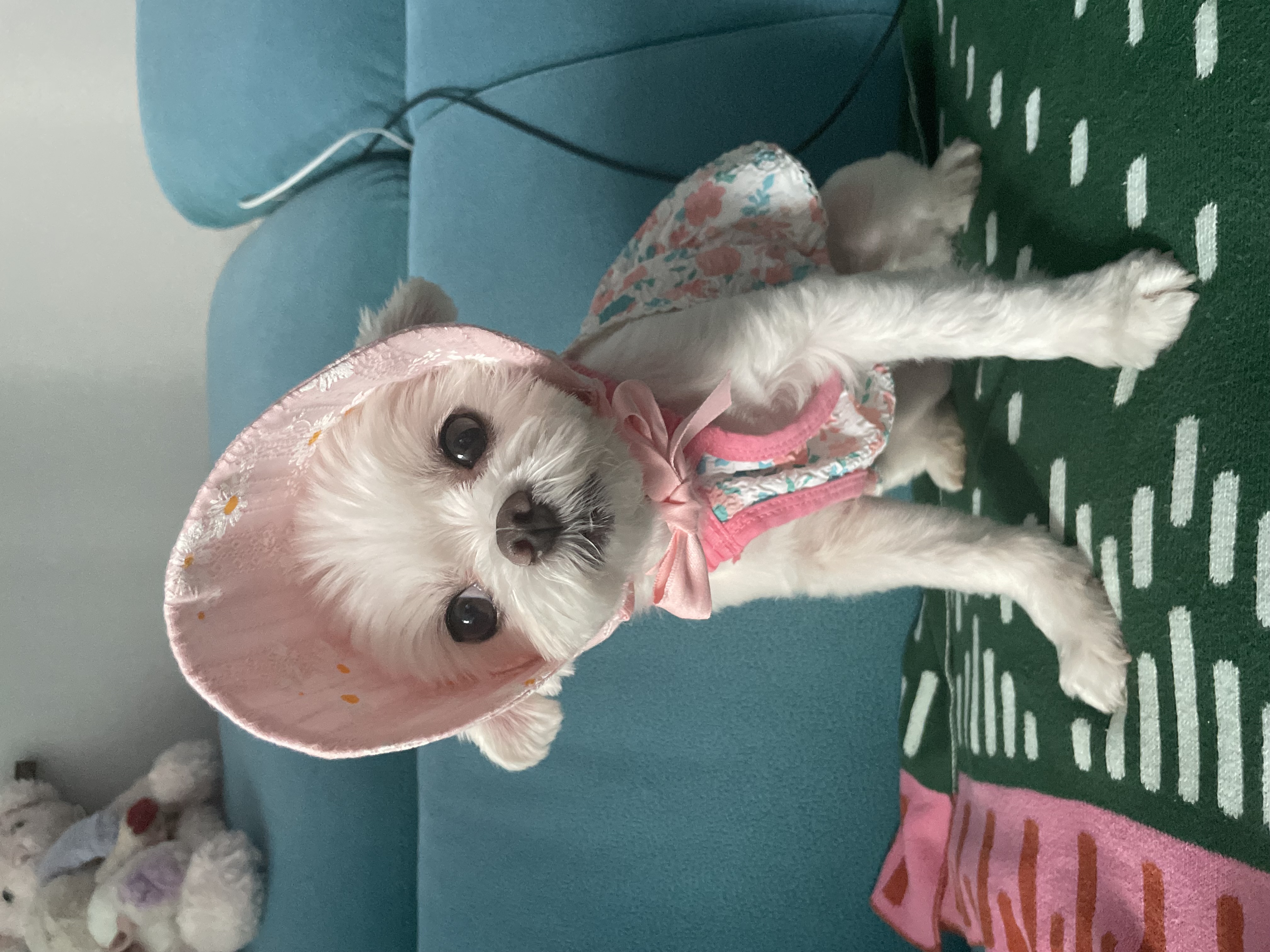 복담이(구 쁘니) 3개월차