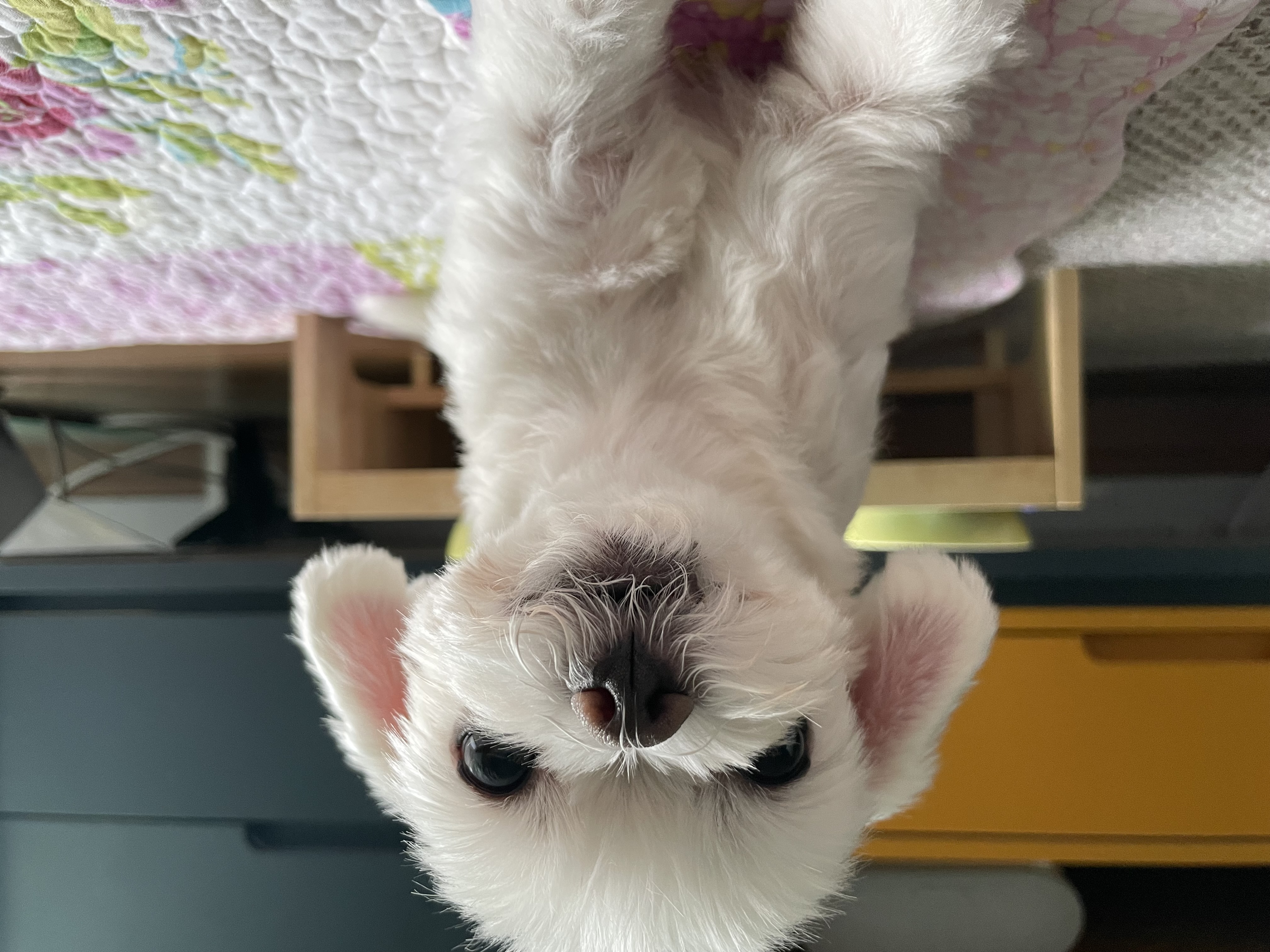 복담이(구 쁘니) 3개월차