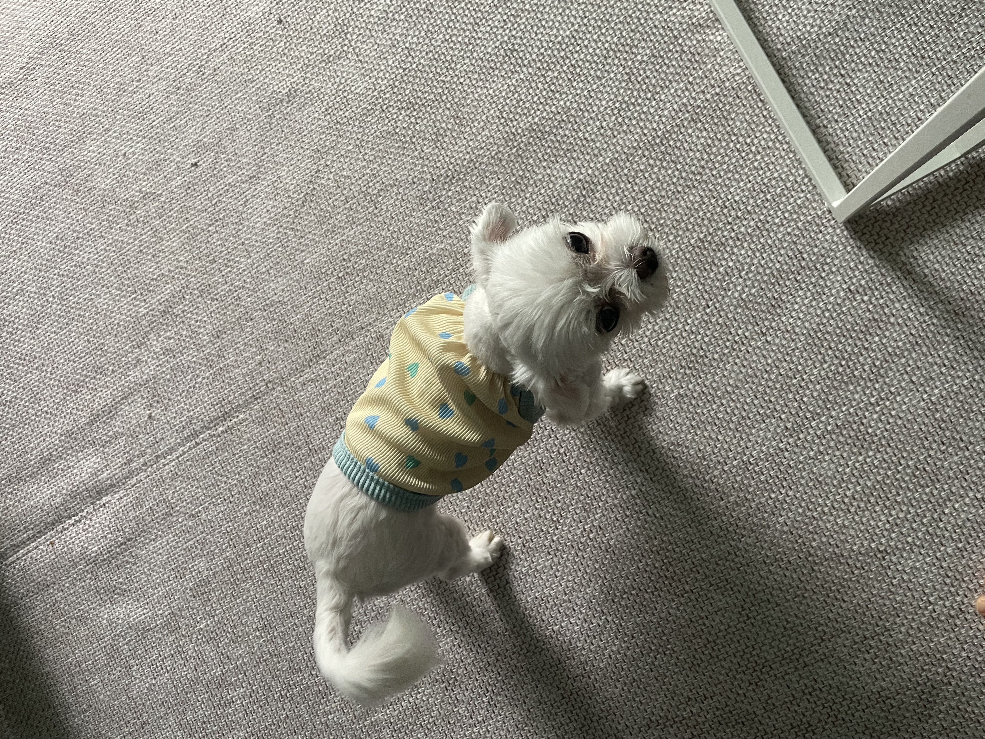 복담이(구 쁘니) 3개월차