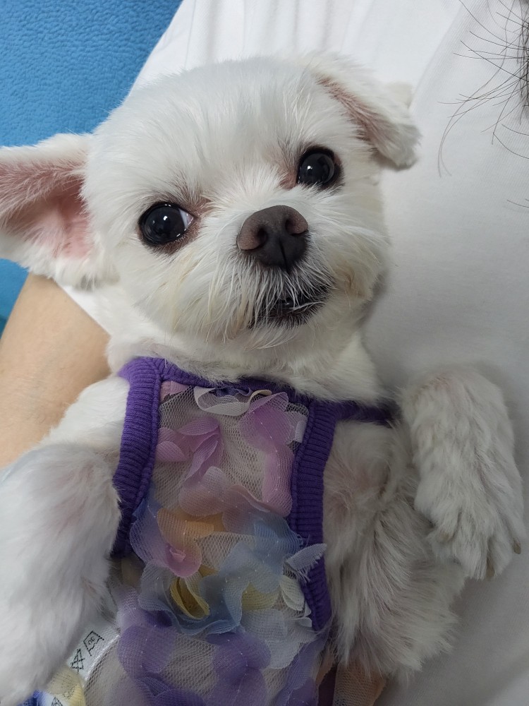 복담이(구 쁘니) 3개월차