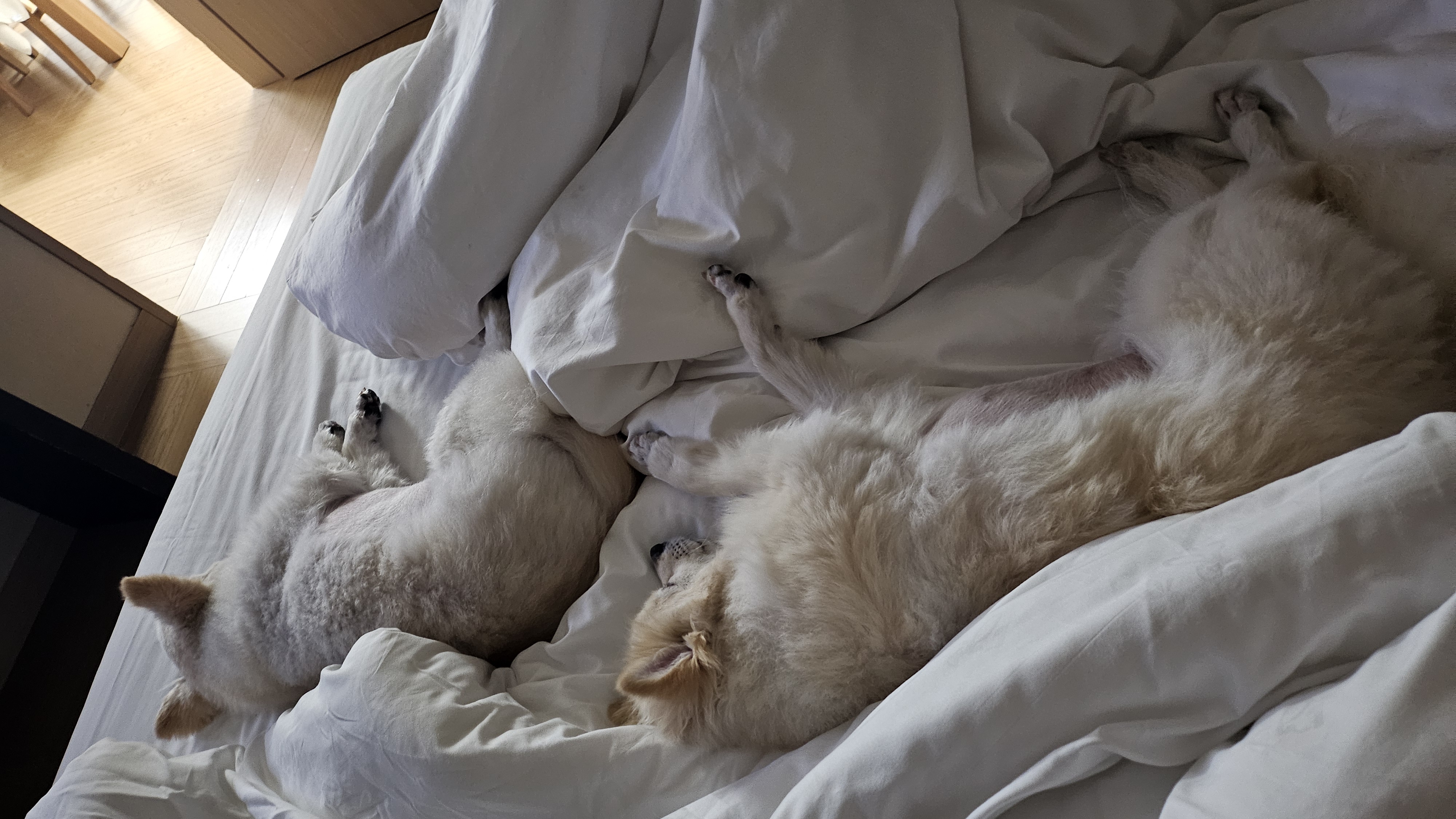 땅콩(곤지암 몽쉘)이는 잘 지냅니다