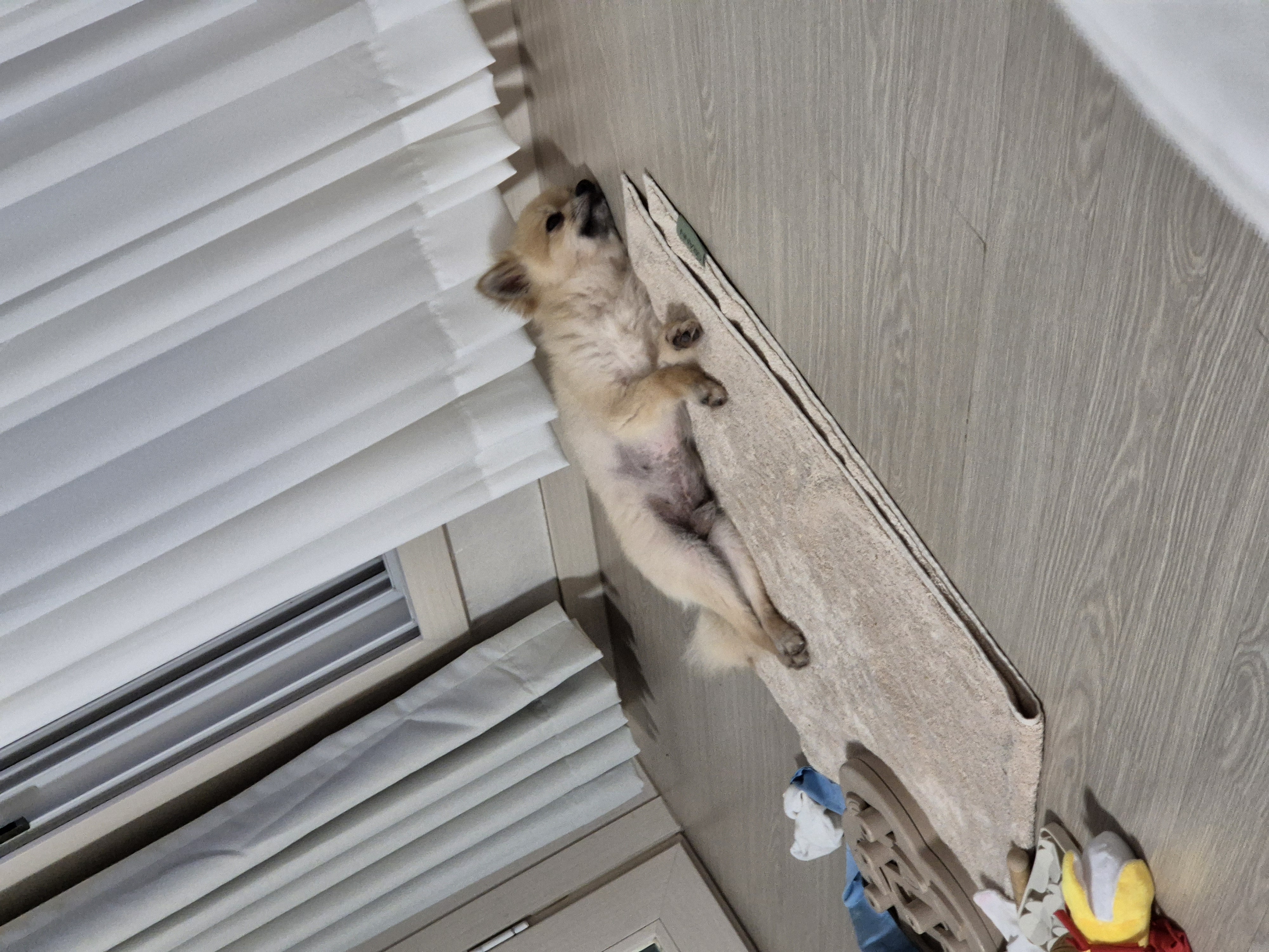 리안이 임보 한 달 후기