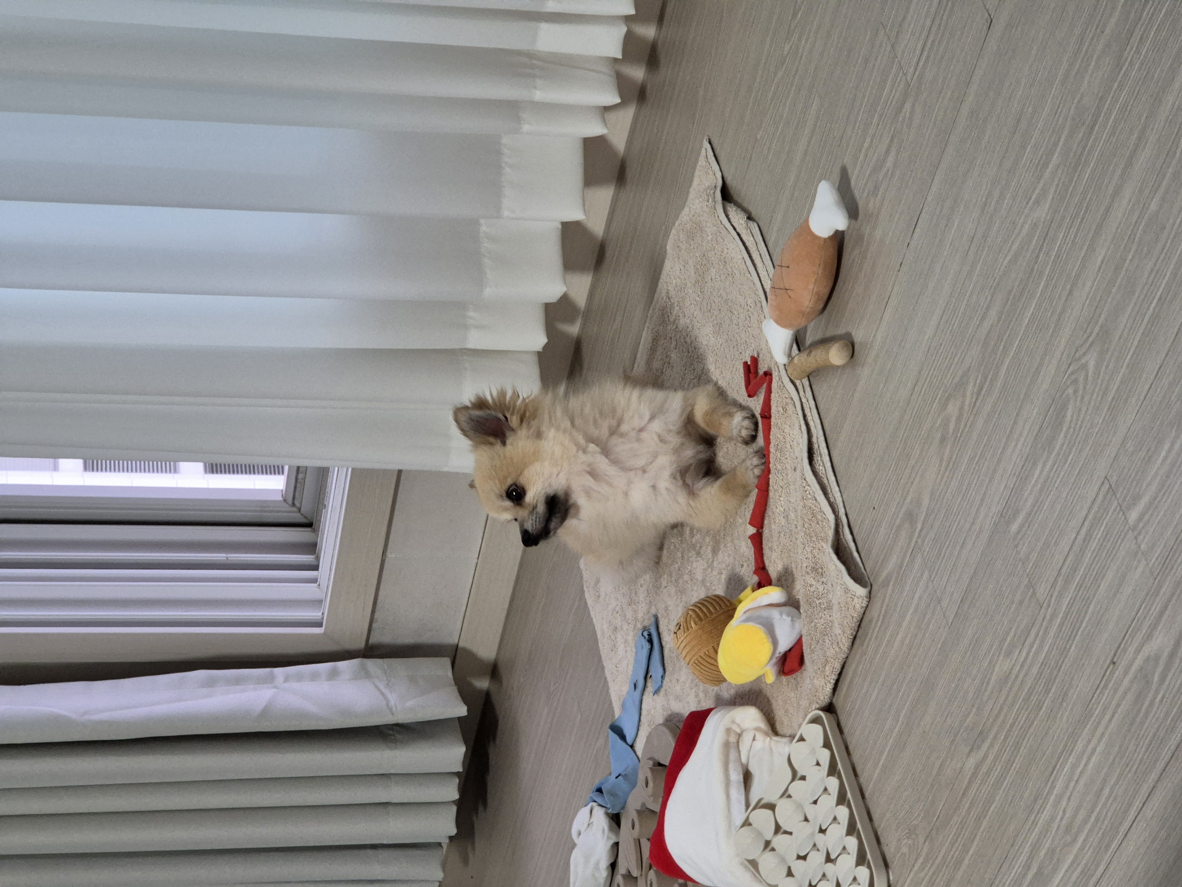 리안이 임보 한 달 후기