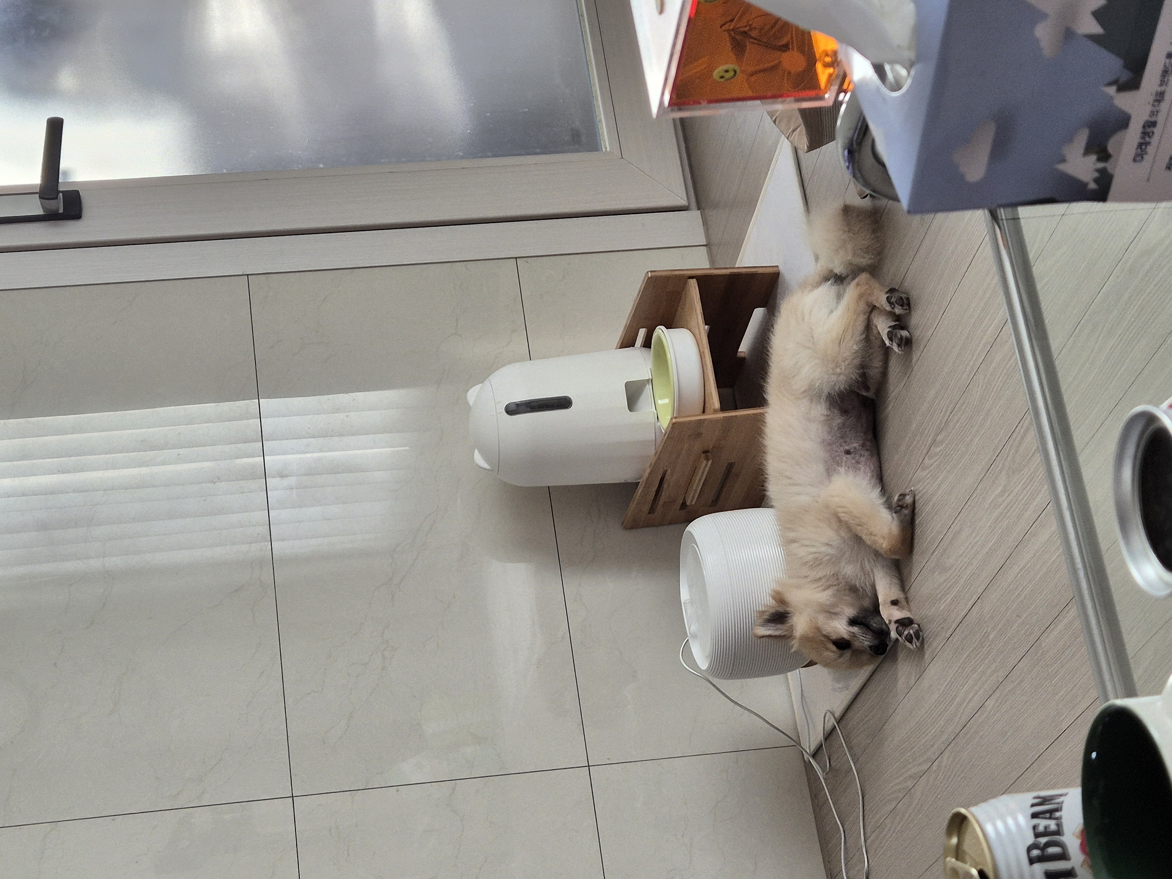 리안이 임보 한 달 후기