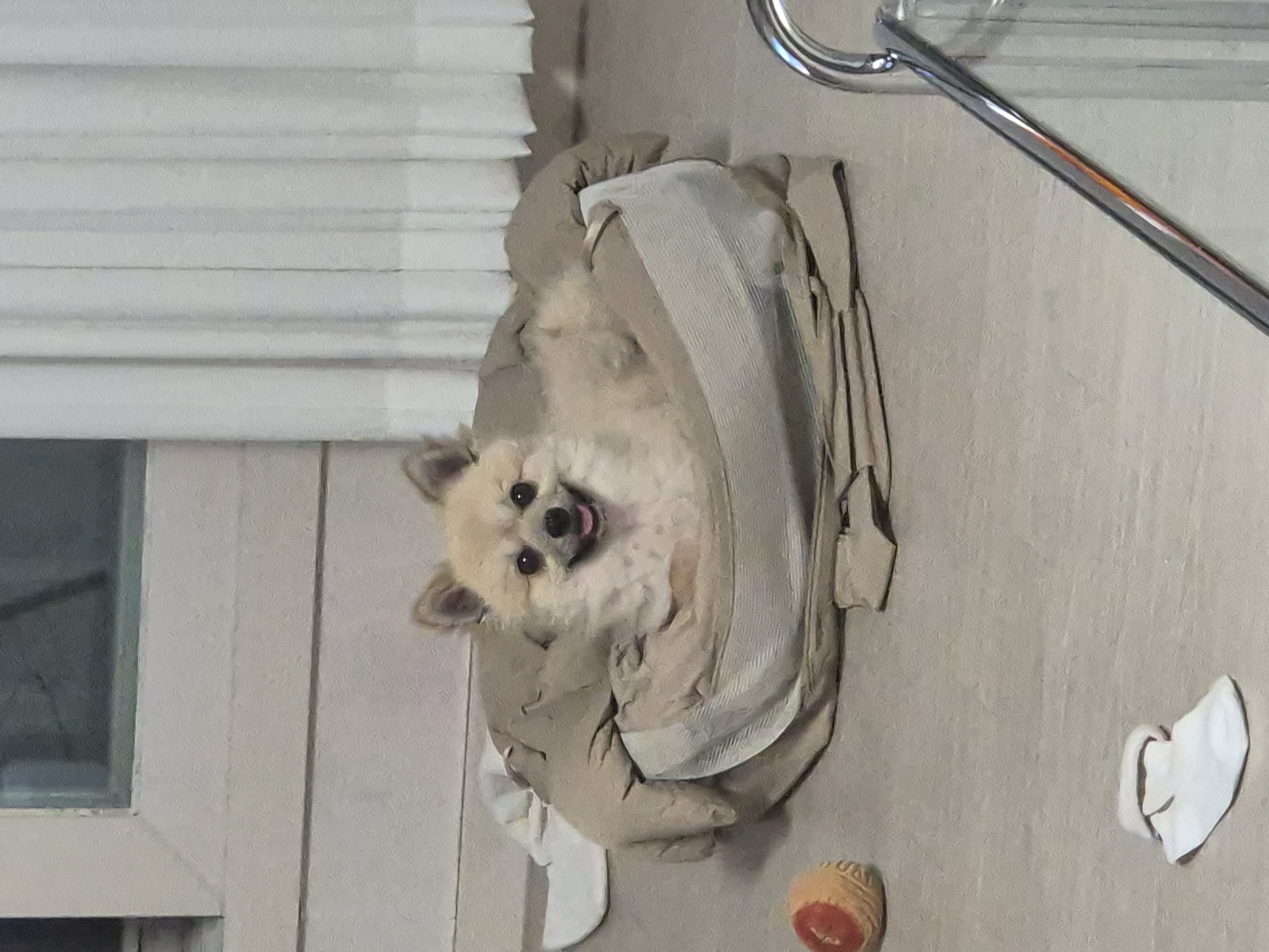 리안이 임보 한 달 후기