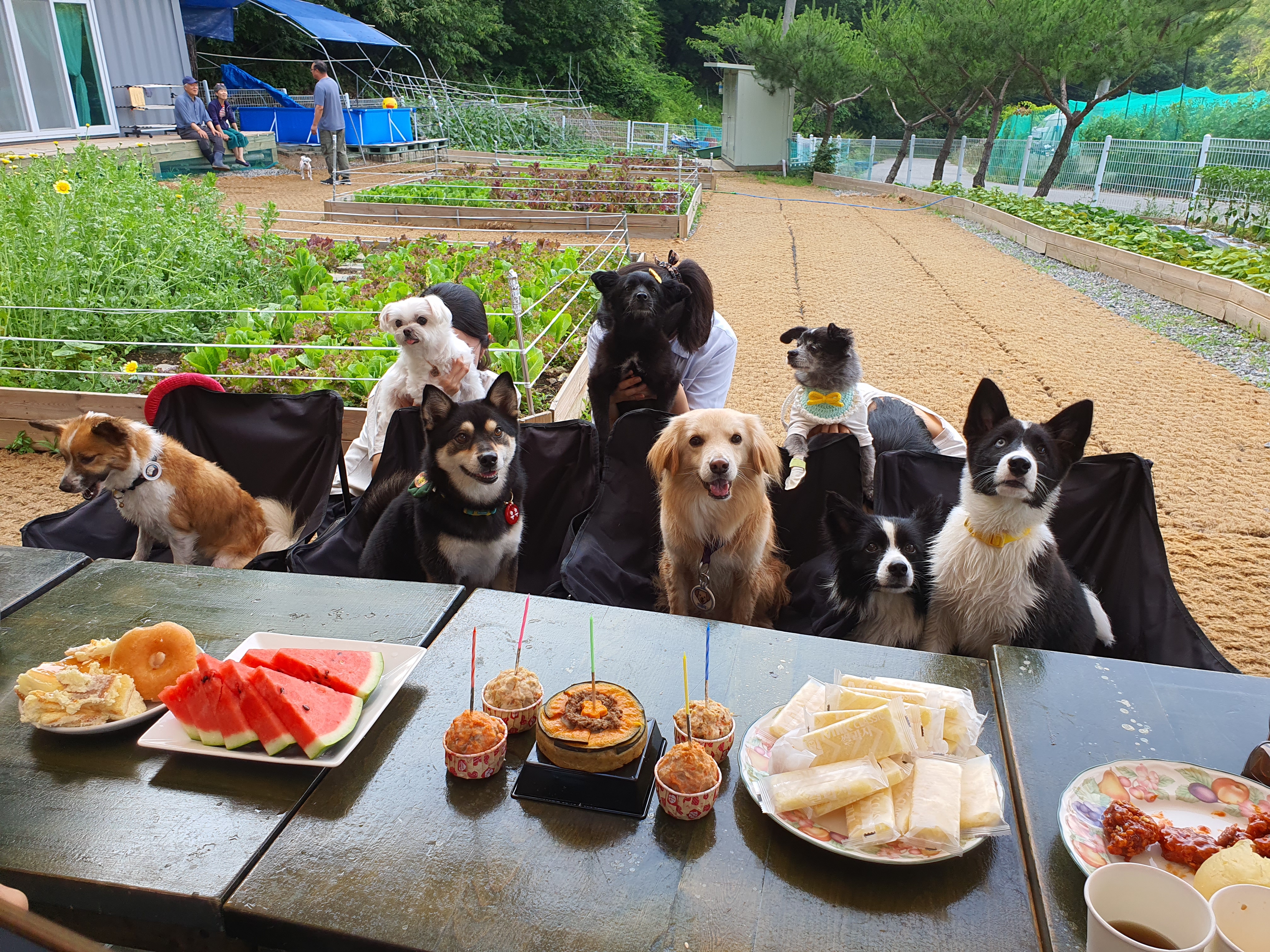 자몽이(구 육콩이)와 1년