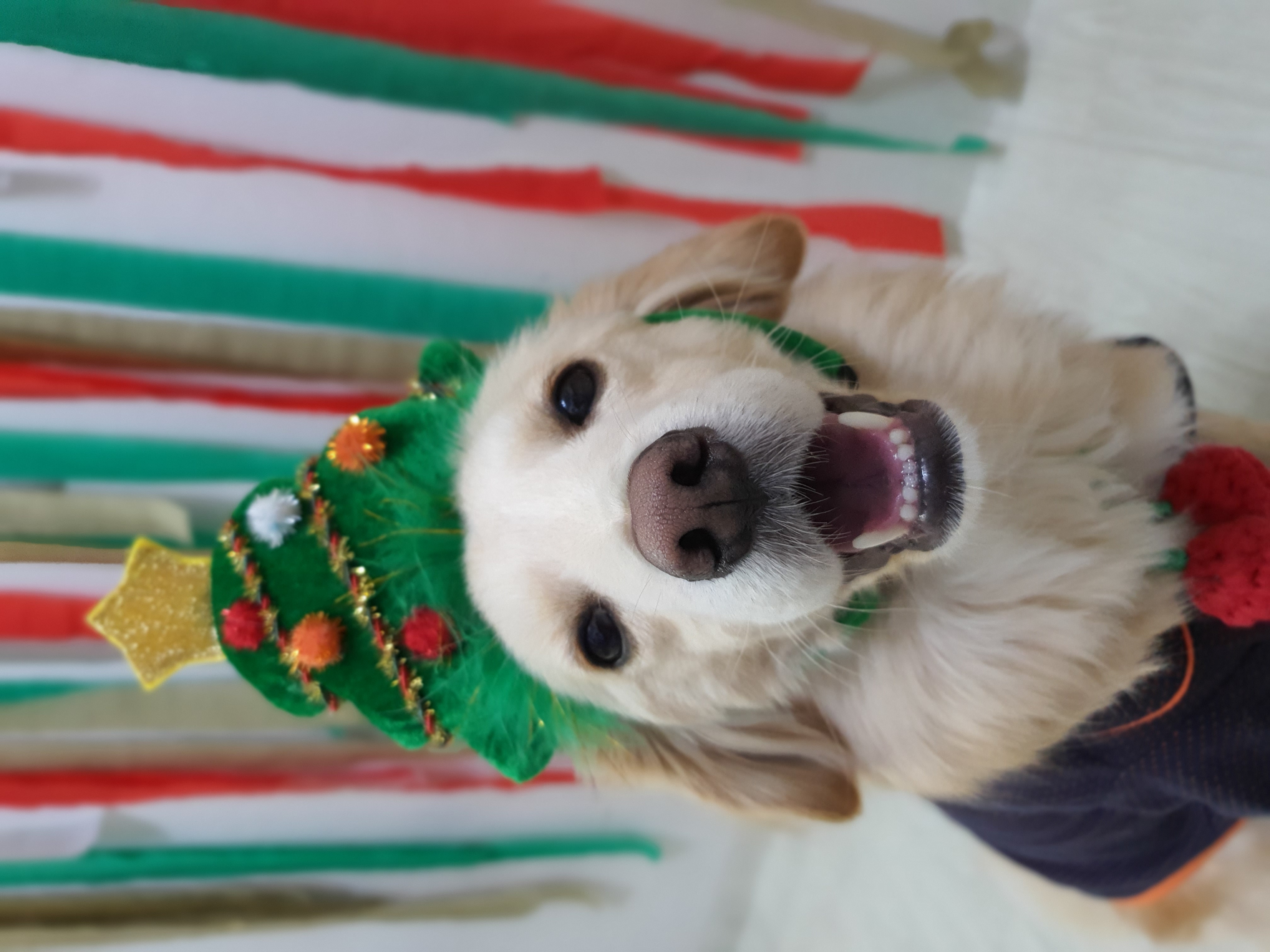 자몽이(구 육콩이)와 1년