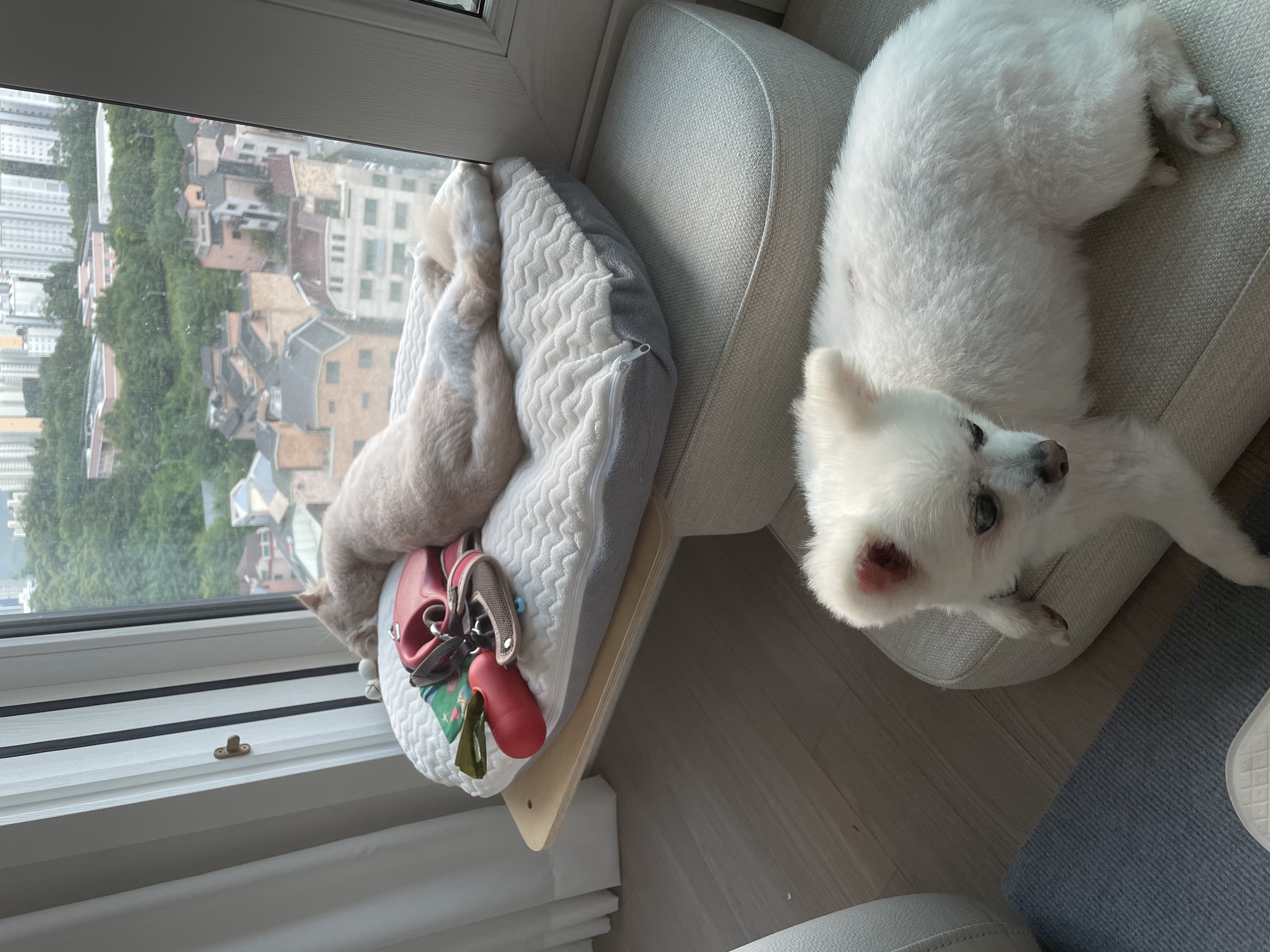 보슬이 임보 첫날