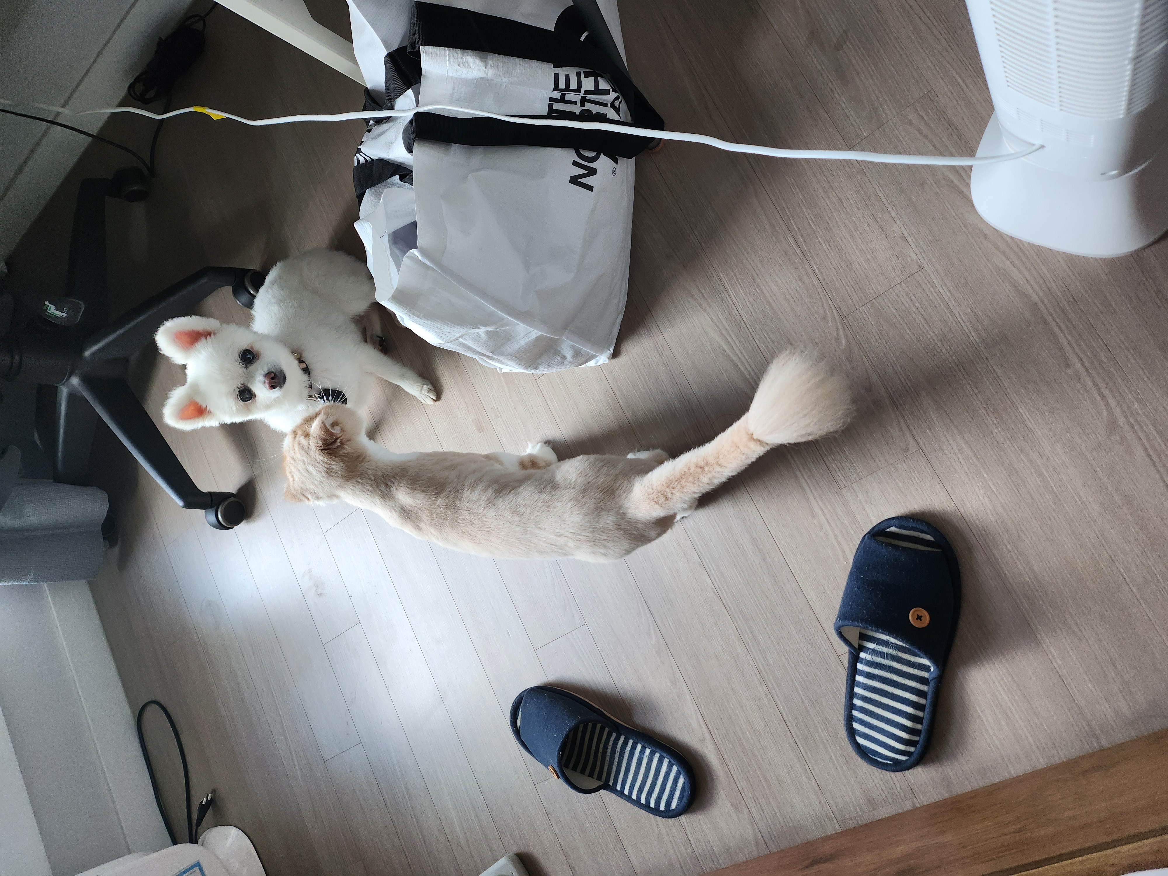 보슬이 임보 첫날