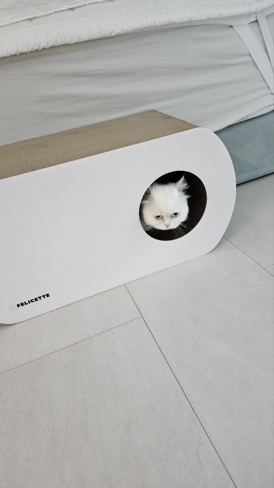 룰루가 온 지 일주일이 되었어요. 